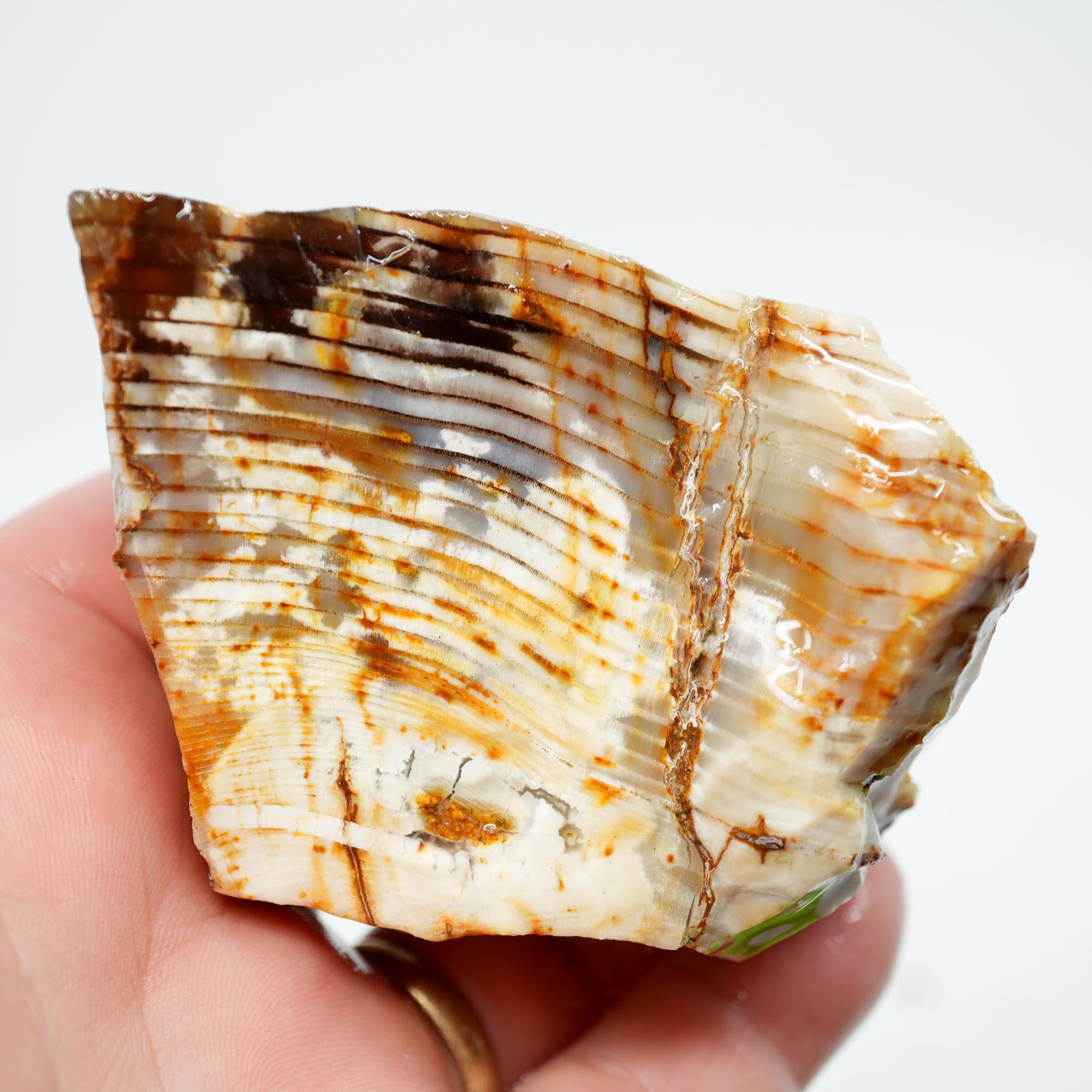 Mystery Opalized Petrified Wood Rough - Possibly Calico Oak