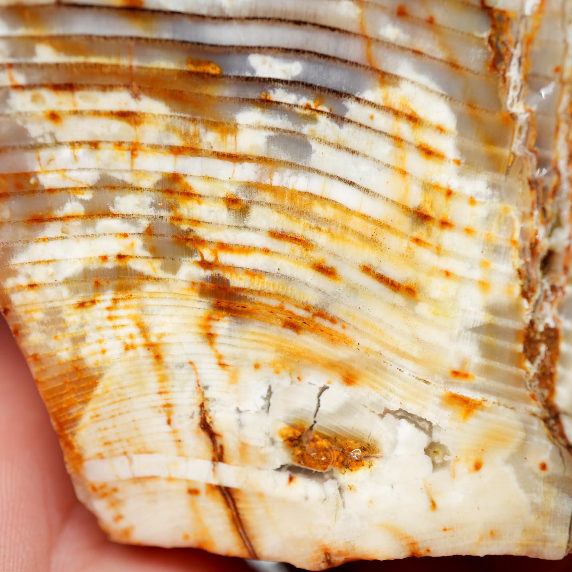 Mystery Opalized Petrified Wood Rough - Possibly Calico Oak