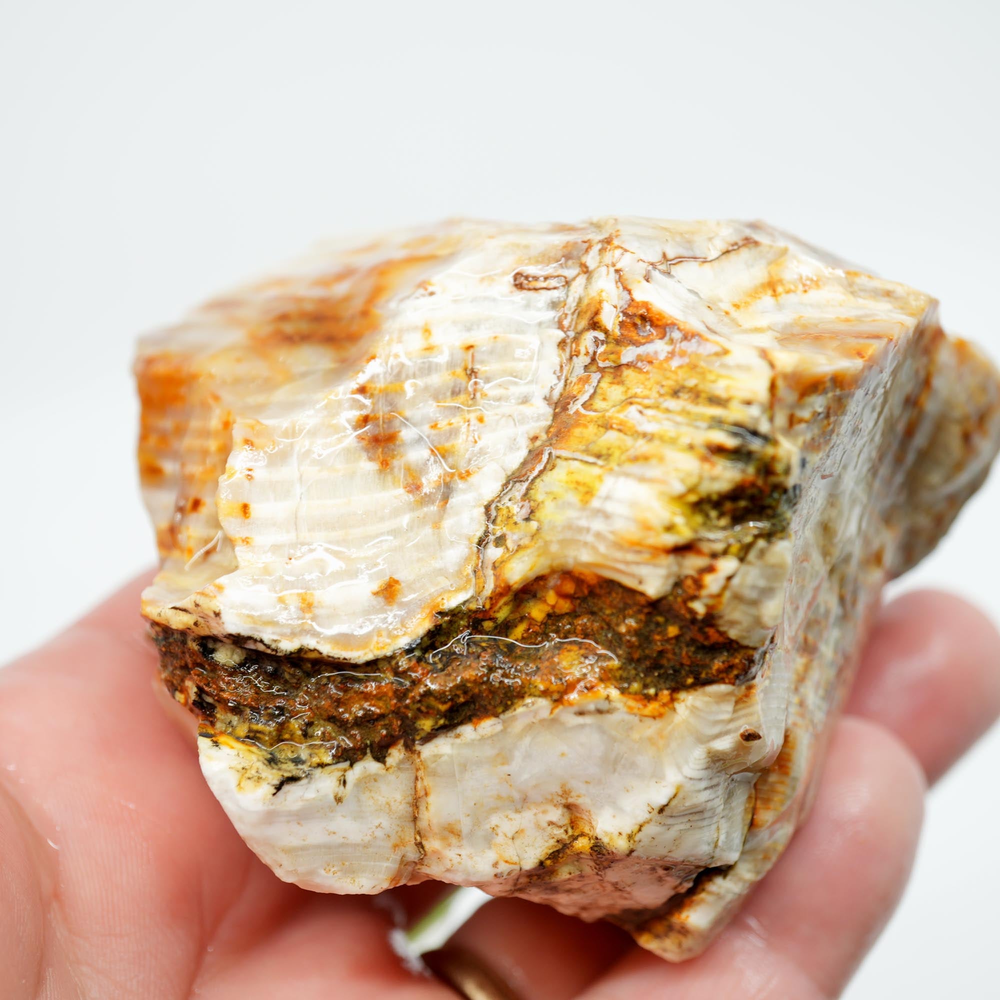 Mystery Opalized Petrified Wood Rough - Possibly Calico Oak