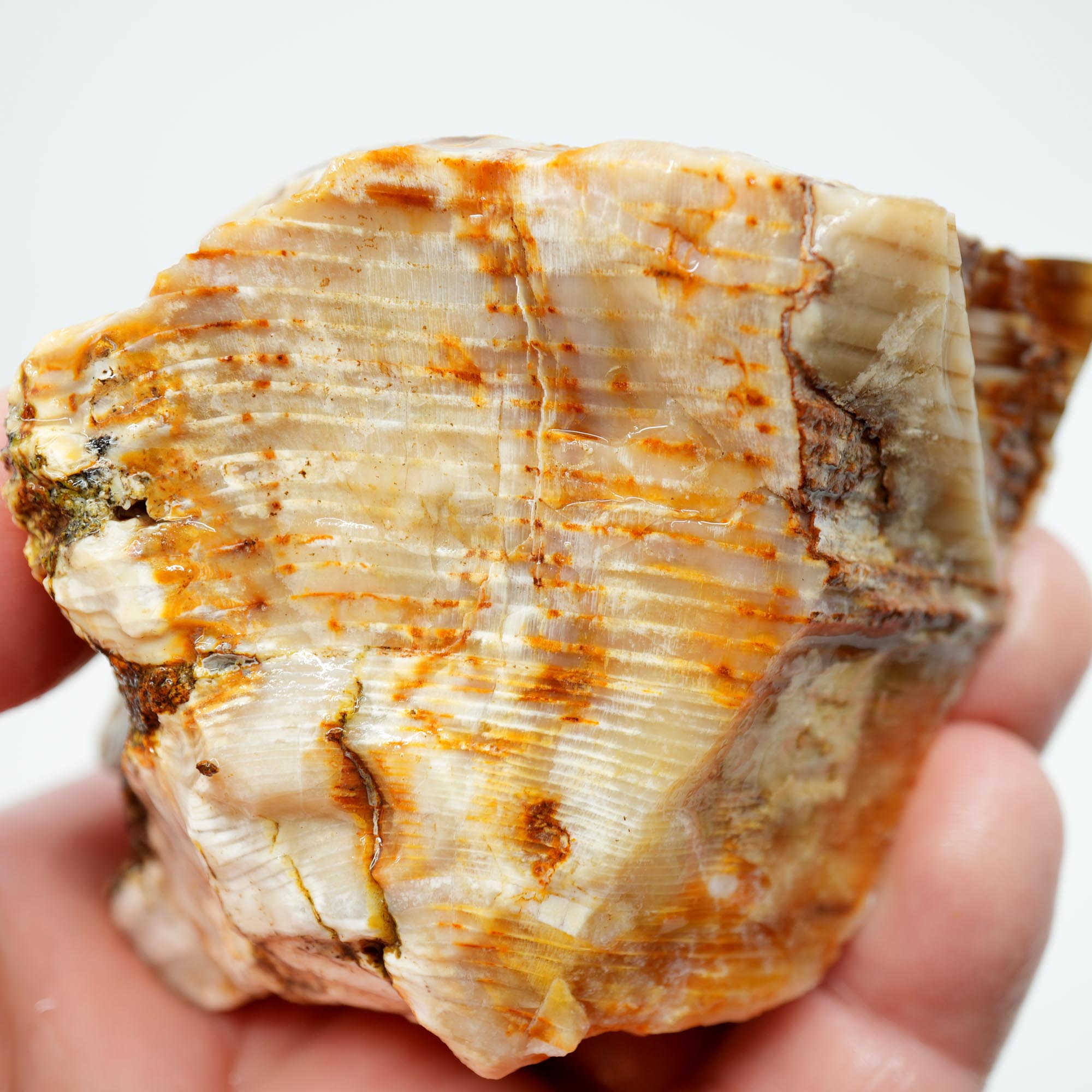 Mystery Opalized Petrified Wood Rough - Possibly Calico Oak