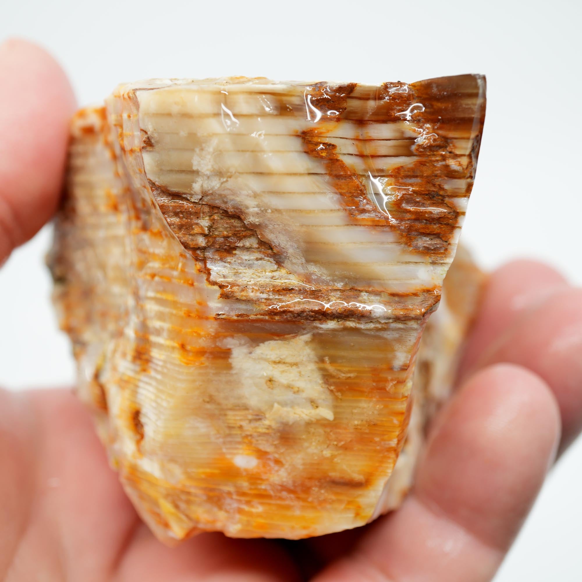 Mystery Opalized Petrified Wood Rough - Possibly Calico Oak