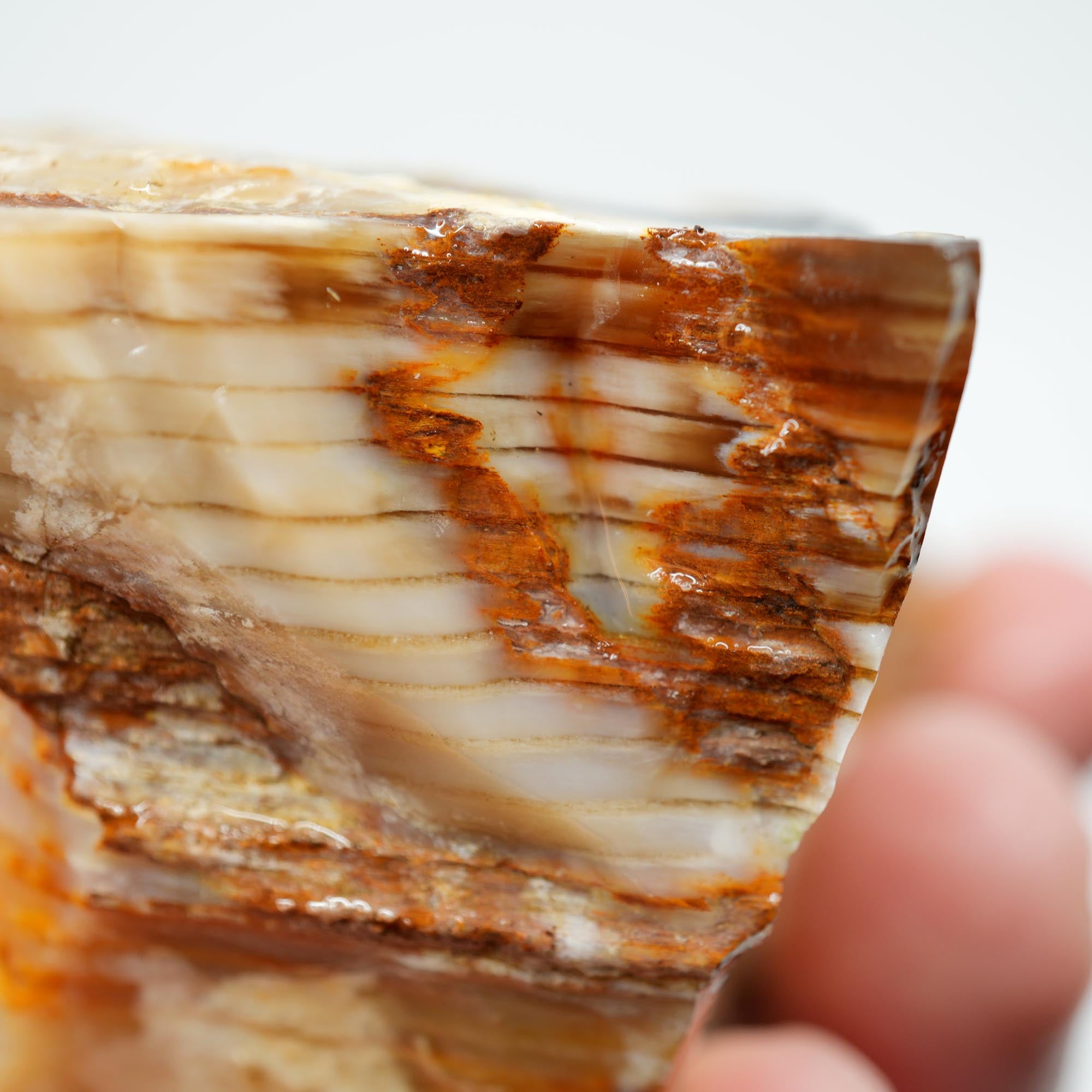 Mystery Opalized Petrified Wood Rough - Possibly Calico Oak