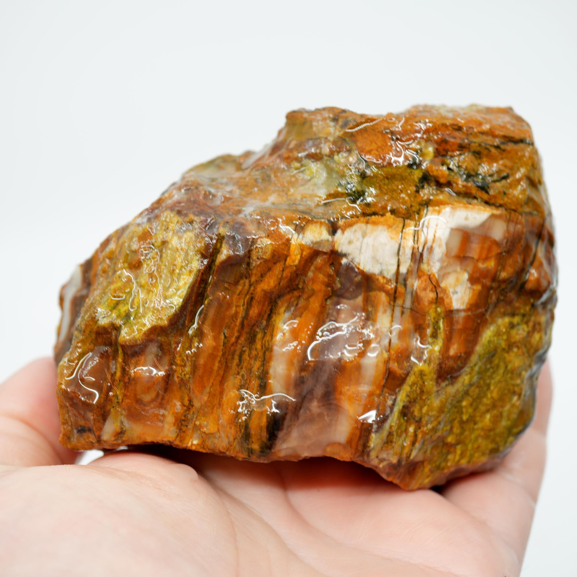 Saddle Mountain Petrified Wood Rough - Opal Capped Cutter