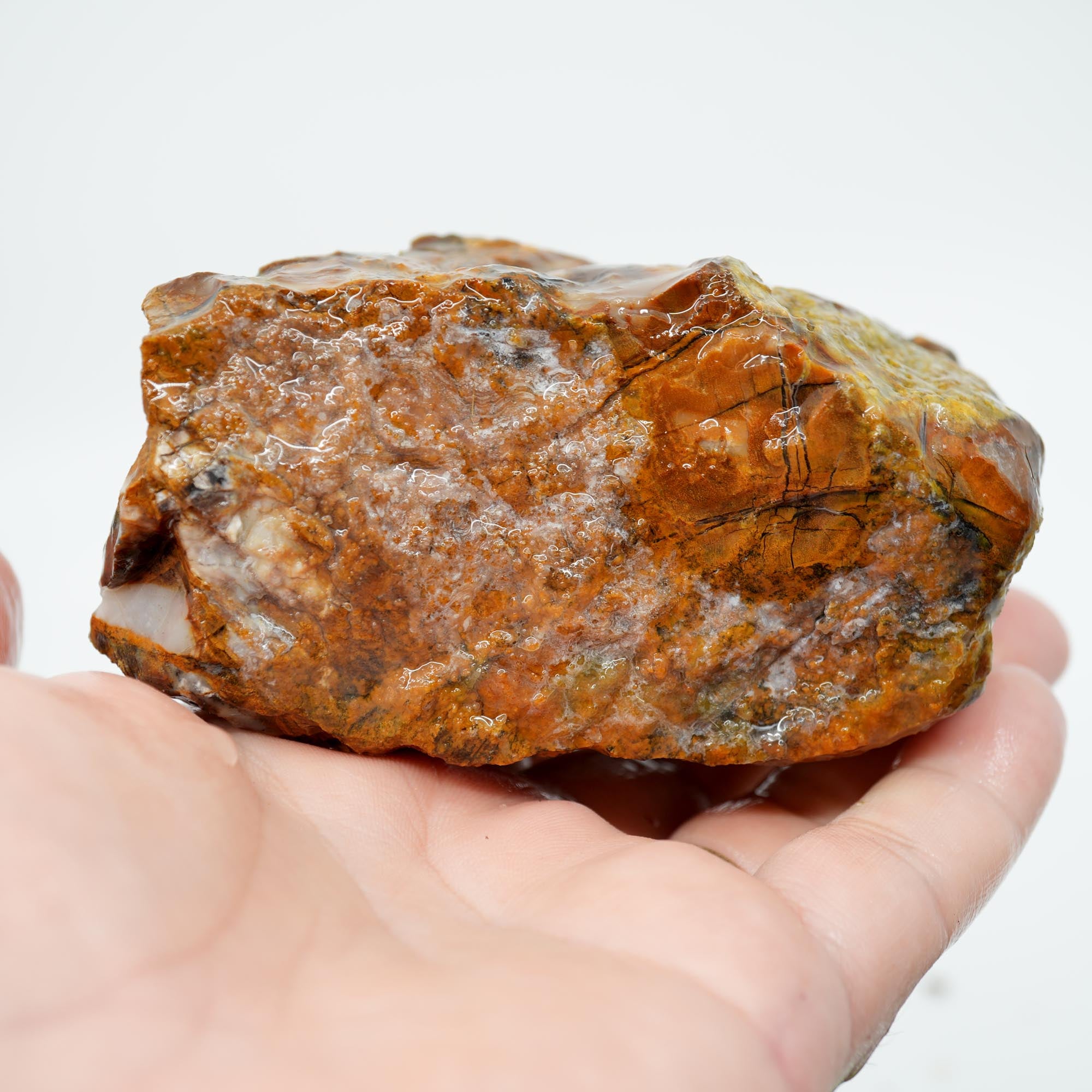 Saddle Mountain Petrified Wood Rough - Opal Capped Cutter