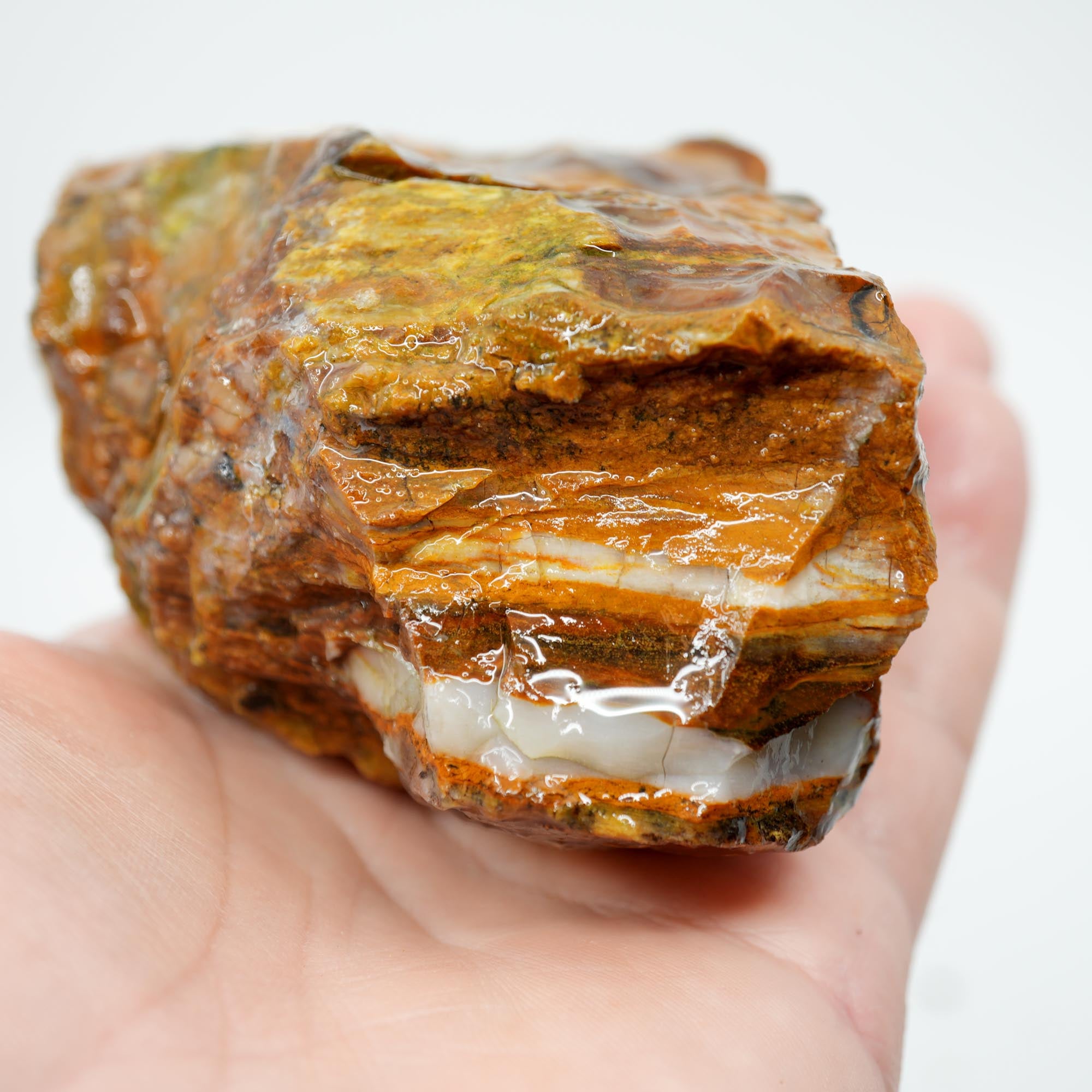 Saddle Mountain Petrified Wood Rough - Opal Capped Cutter
