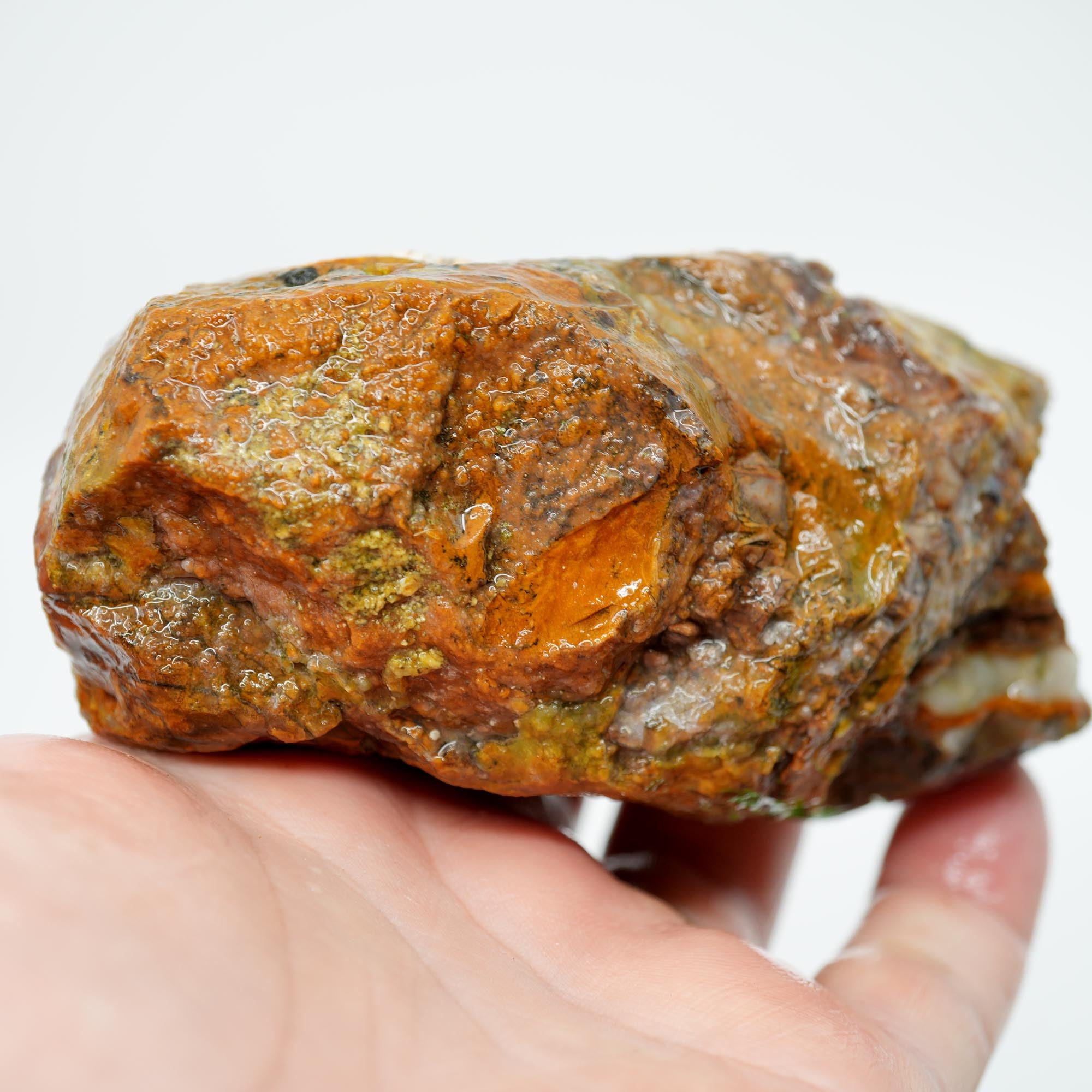 Saddle Mountain Petrified Wood Rough - Opal Capped Cutter