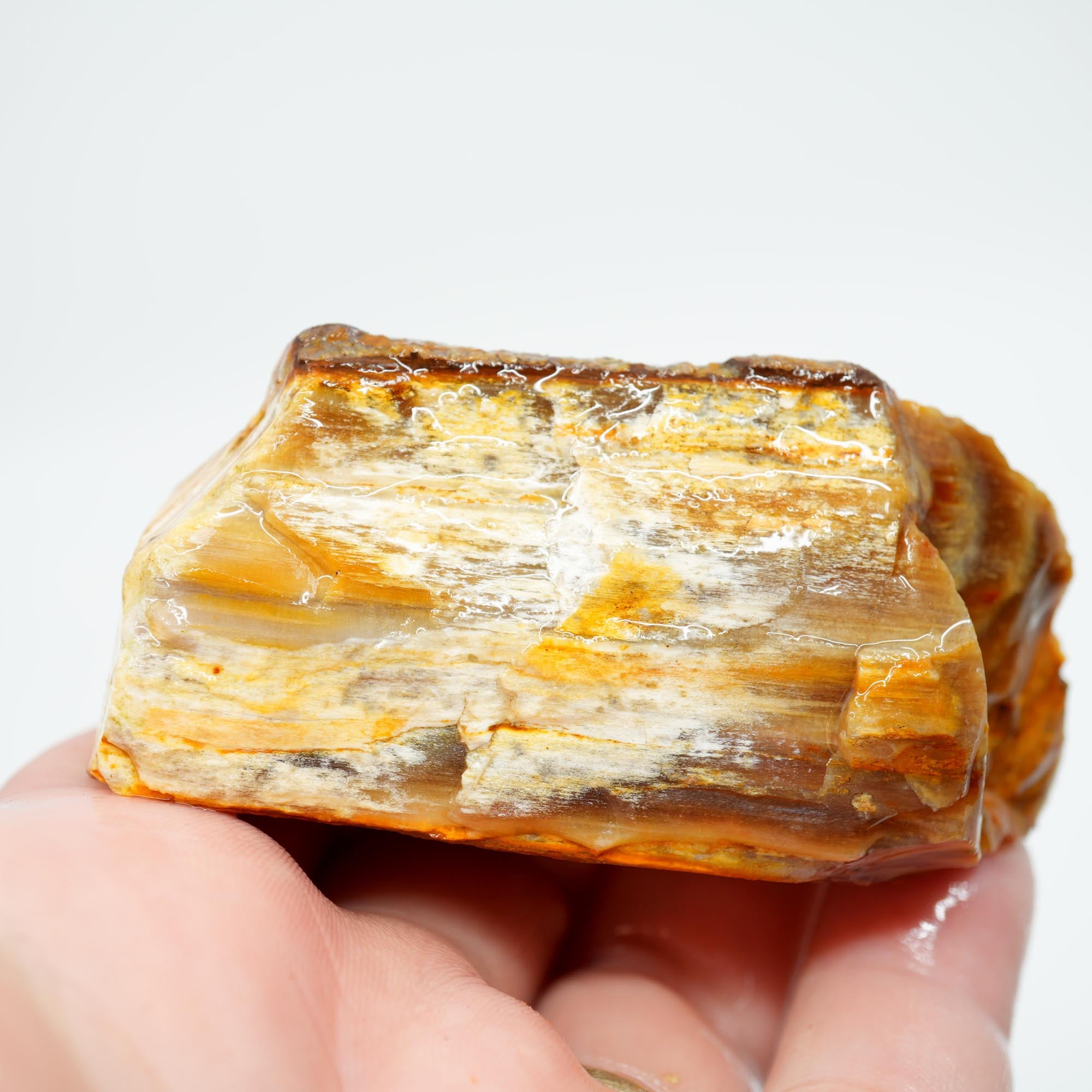 Mystery Opalized Petrified Wood Rough - Wavy Pattern Limb