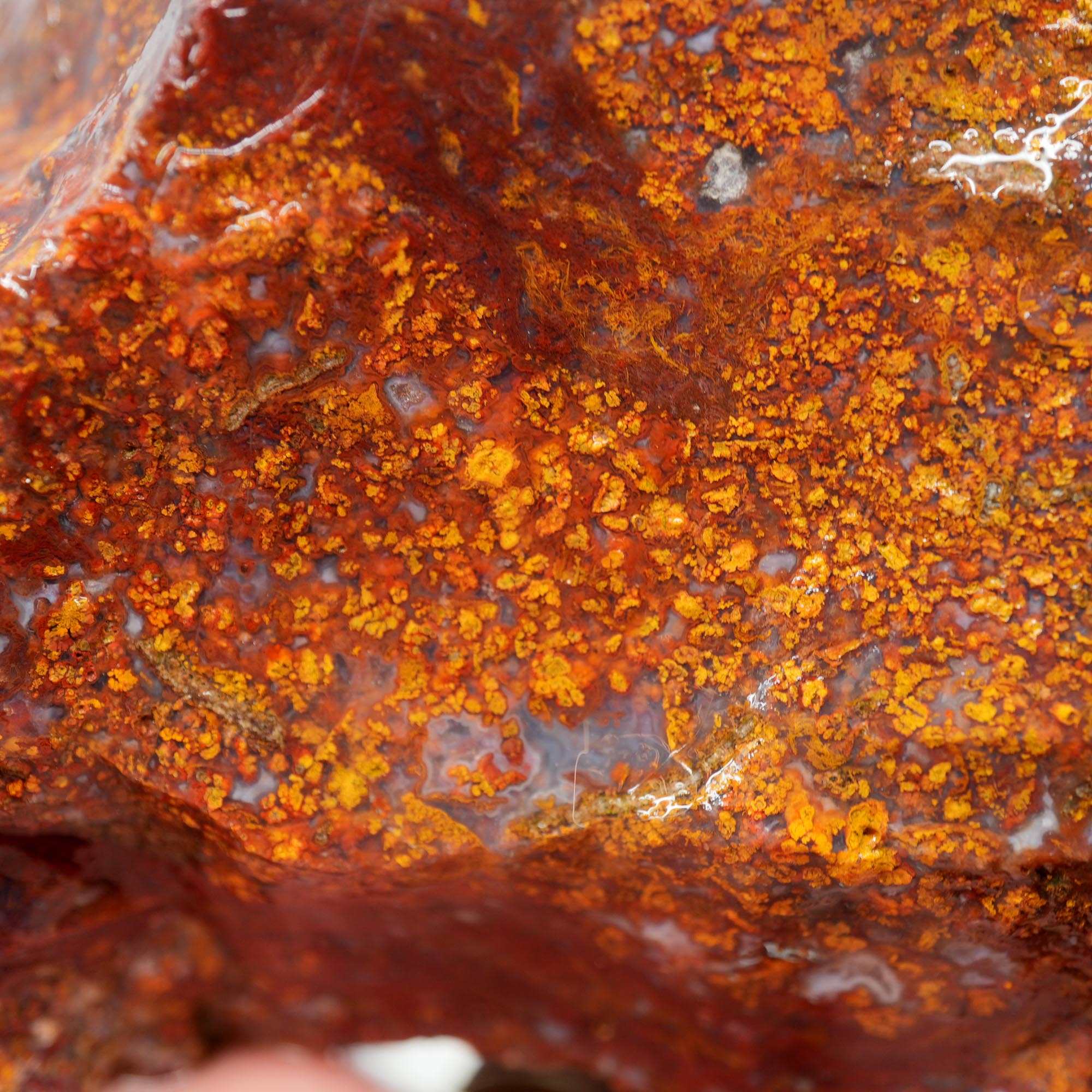San Carlos Agate Rough - Plume-like with Bright Red and Blue