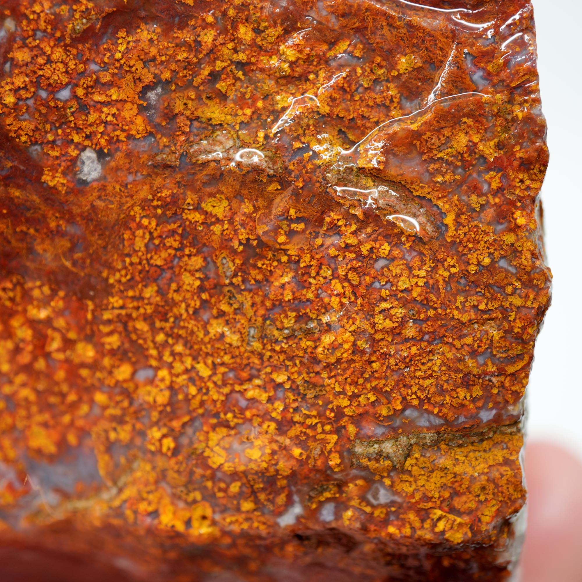 San Carlos Agate Rough - Plume-like with Bright Red and Blue
