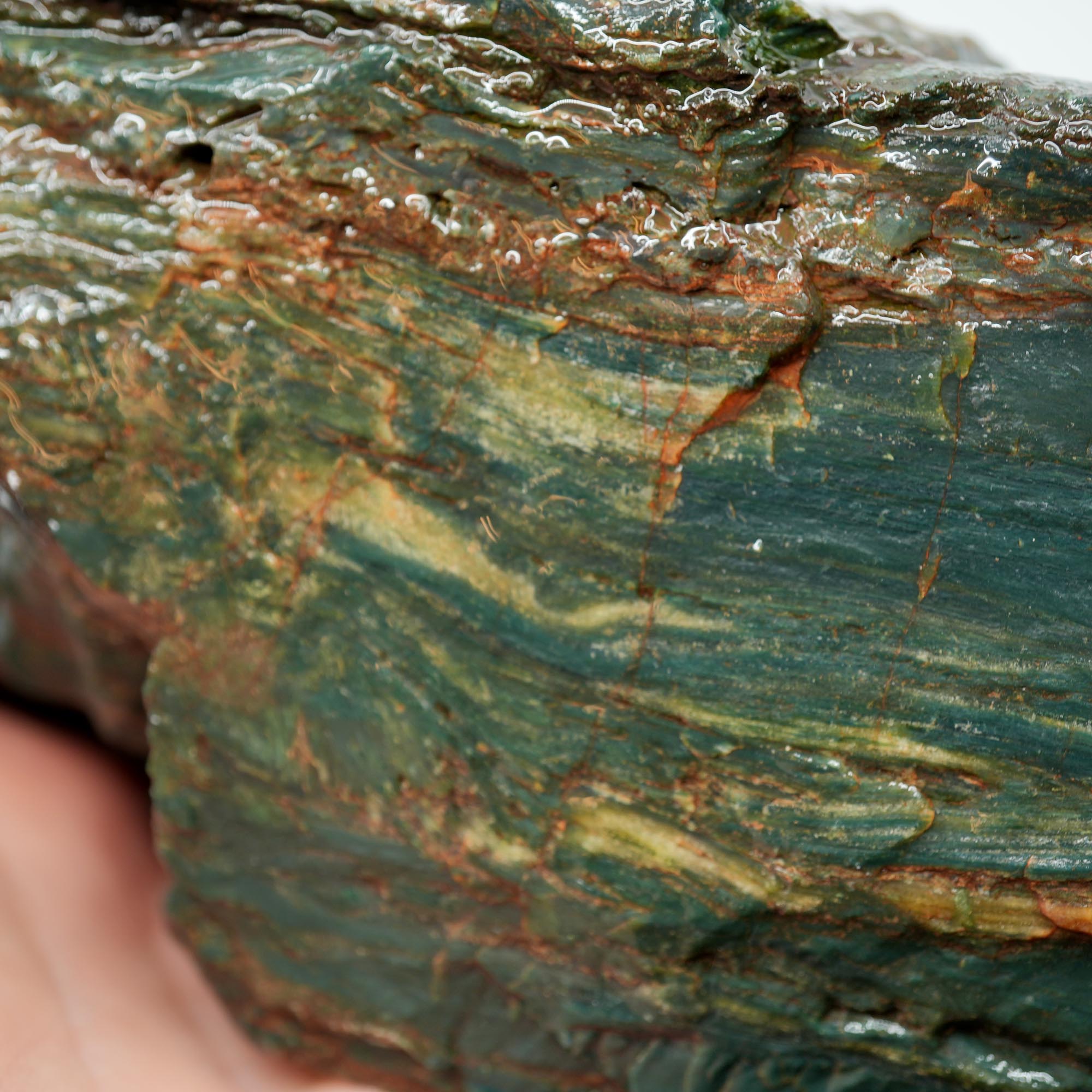 Hampton Butte Petrified Wood Rough - Bright Green High-Grade Cutter