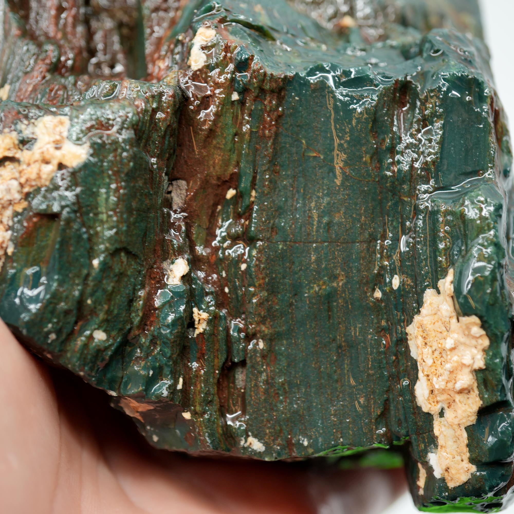 Hampton Butte Petrified Wood Rough - Bright Green High-Grade Cutter