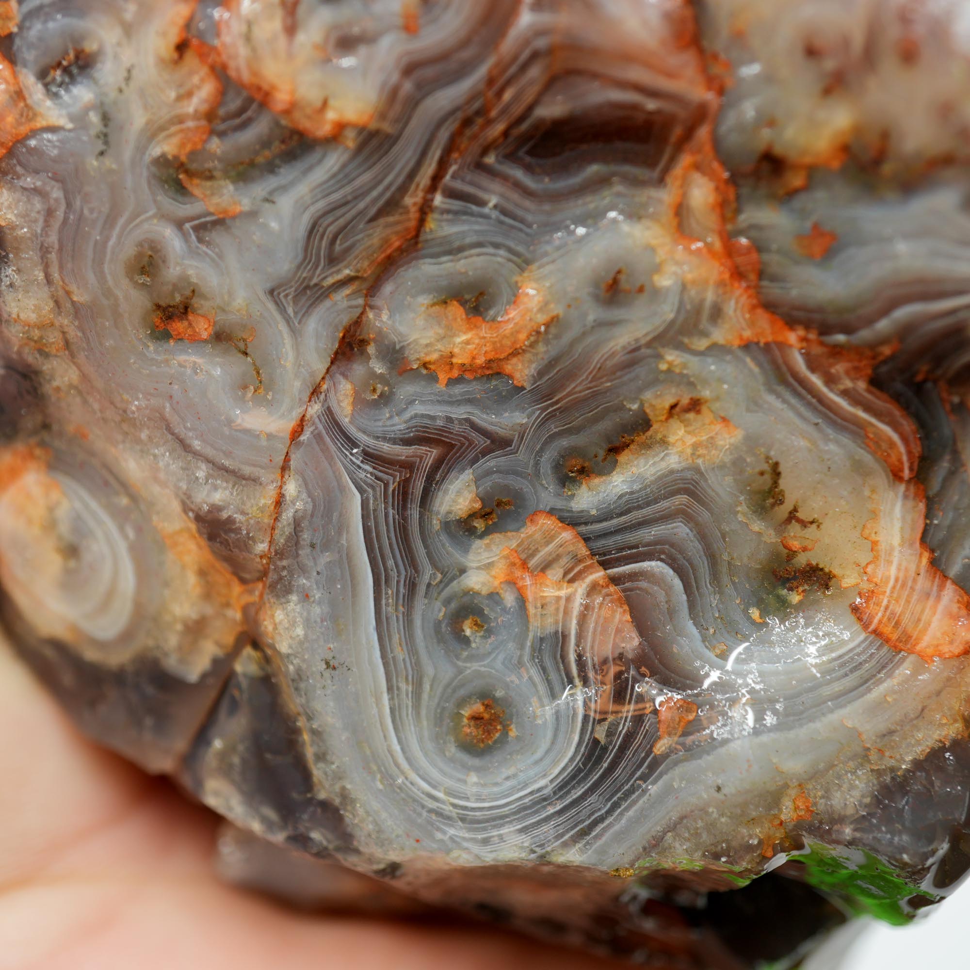 Large Botswana Agate Rough - Deep Blue Purple Fortification with Tubes