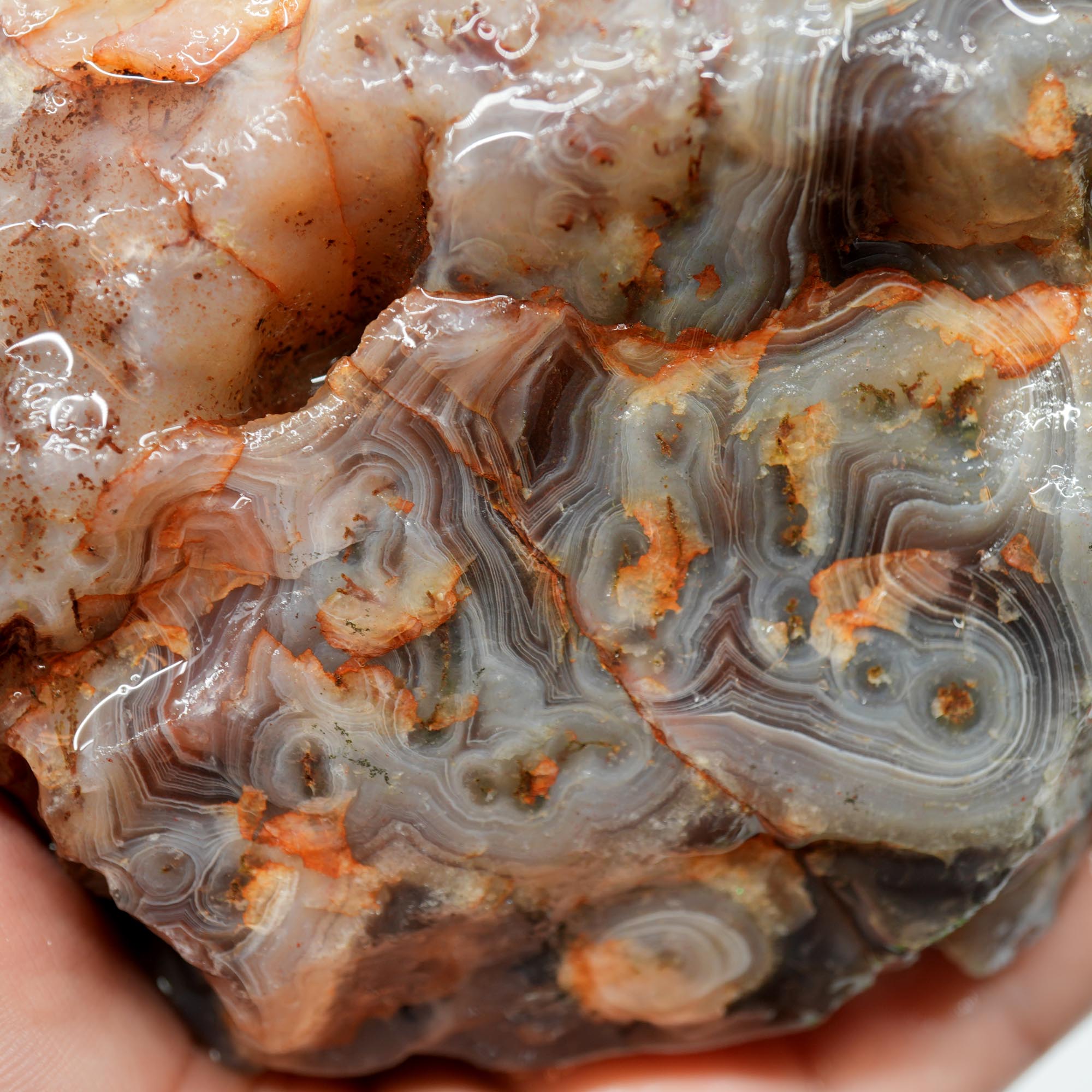 Large Botswana Agate Rough - Deep Blue Purple Fortification with Tubes