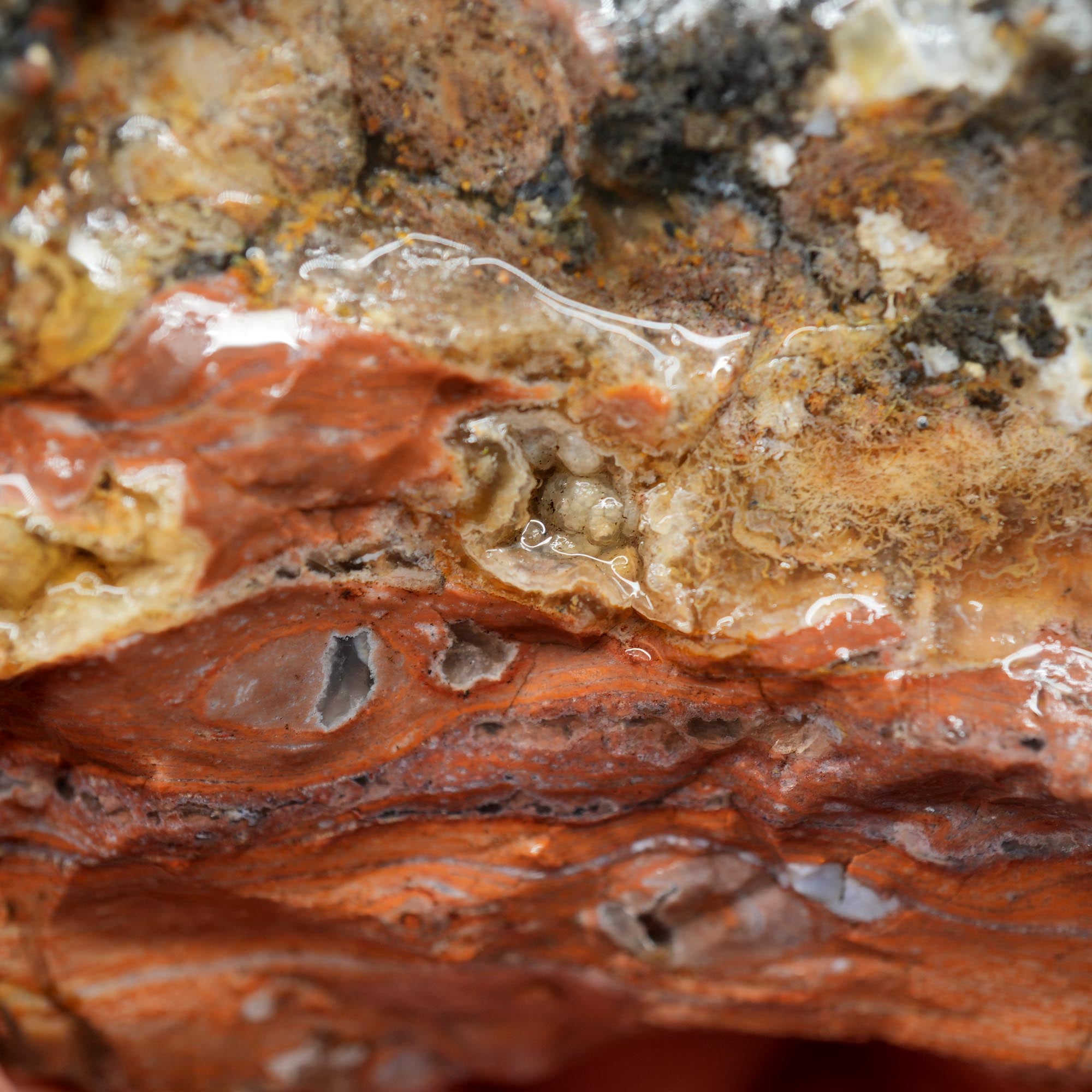 Eagle Rock Plume Agate Rough - Black Marcasite Plume with Botryoidal