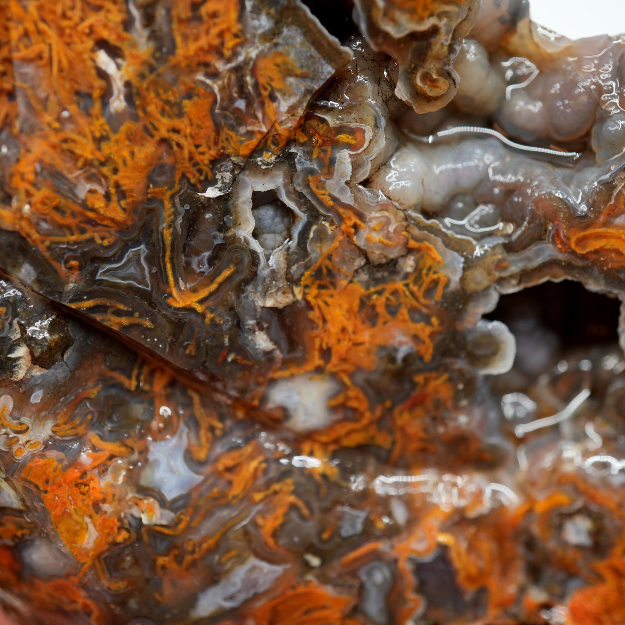 San Carlos Agate Rough - Bright Orange on Dark Agate with Botryoidal