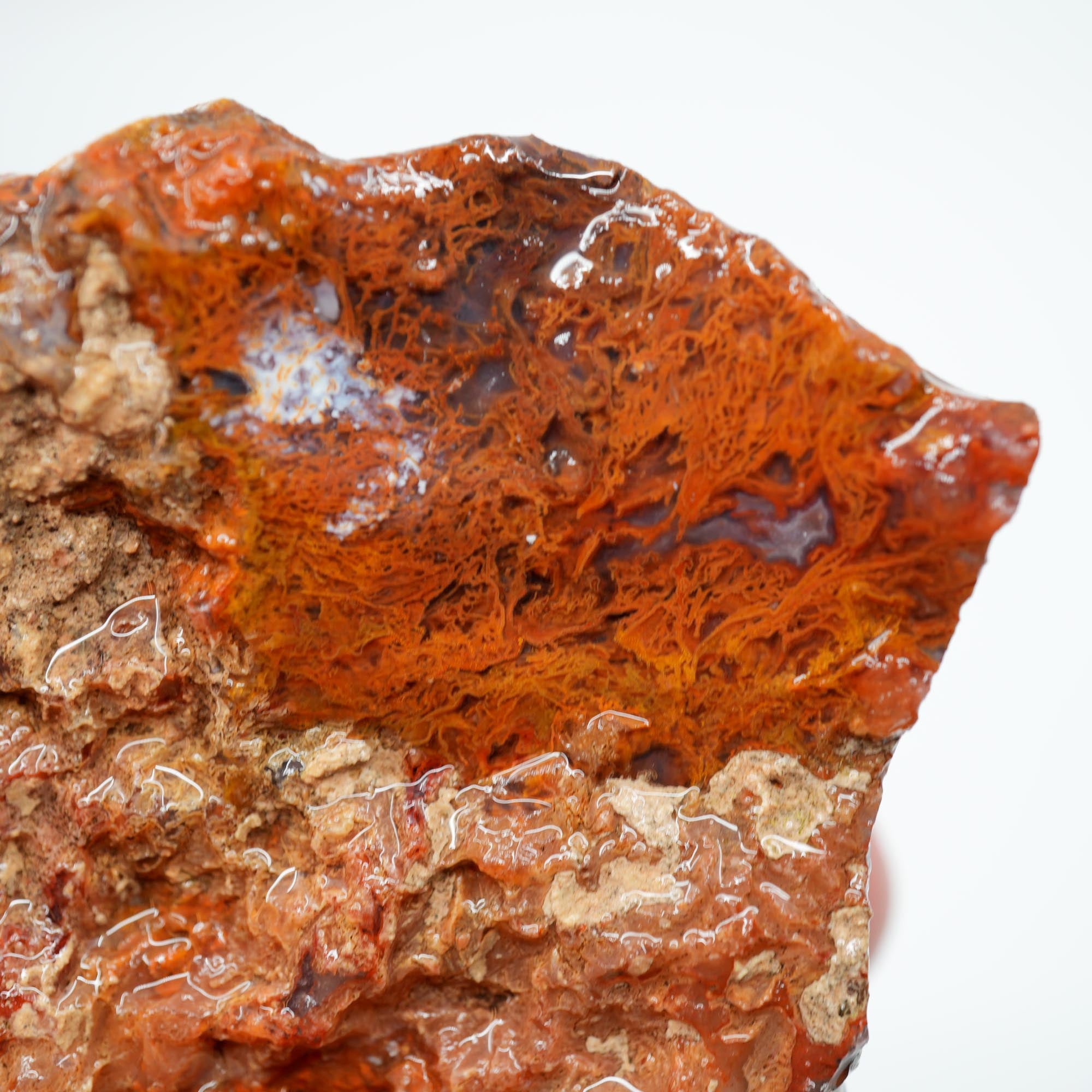 San Carlos Agate Rough - Well-Defined Orange Moss High-Grade Plate