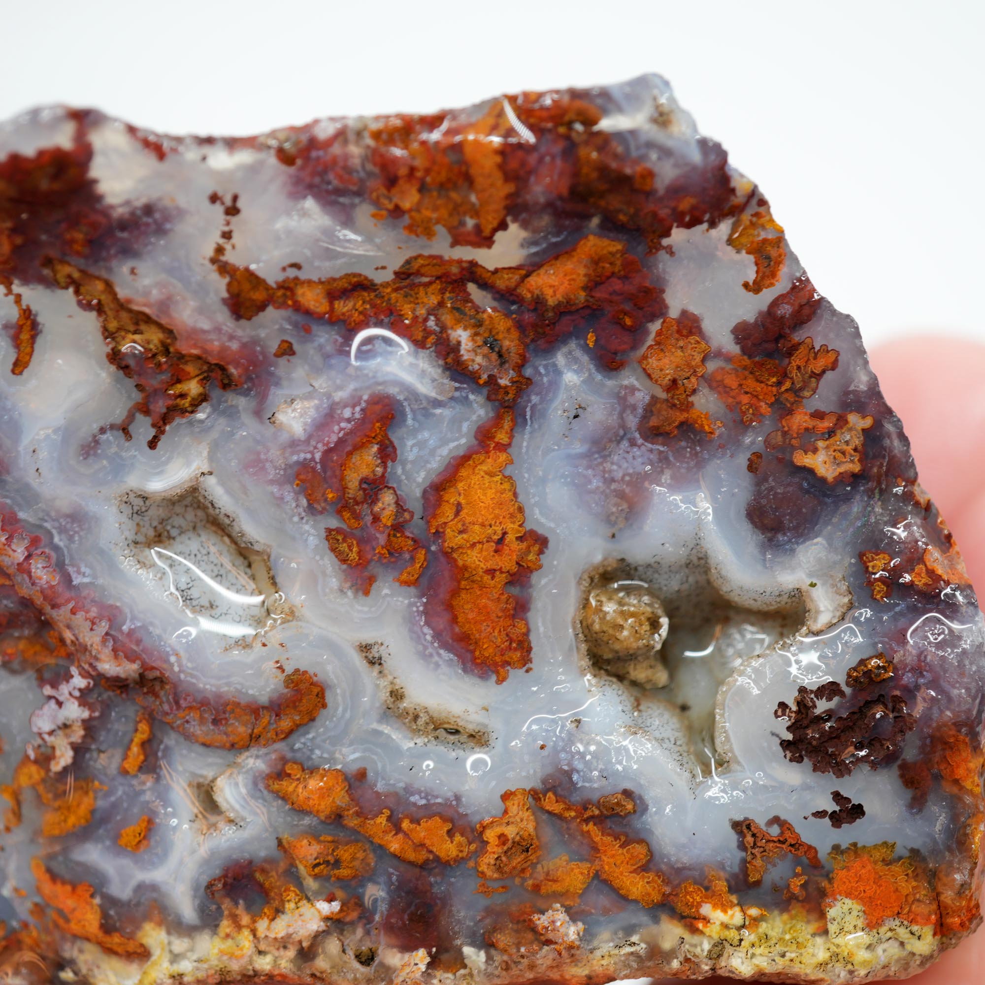 San Carlos Agate Rough - Brown Blue Orange with Botryoidal Top