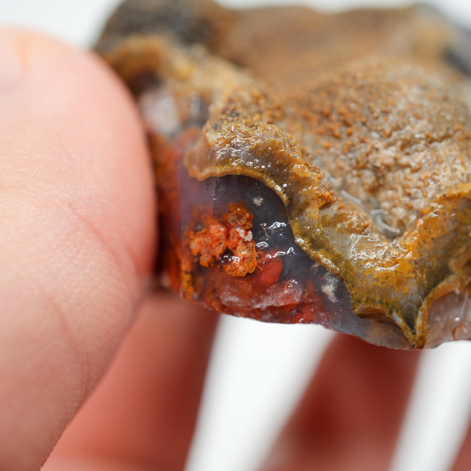 San Carlos Agate Rough - Brown Blue Orange with Botryoidal Top