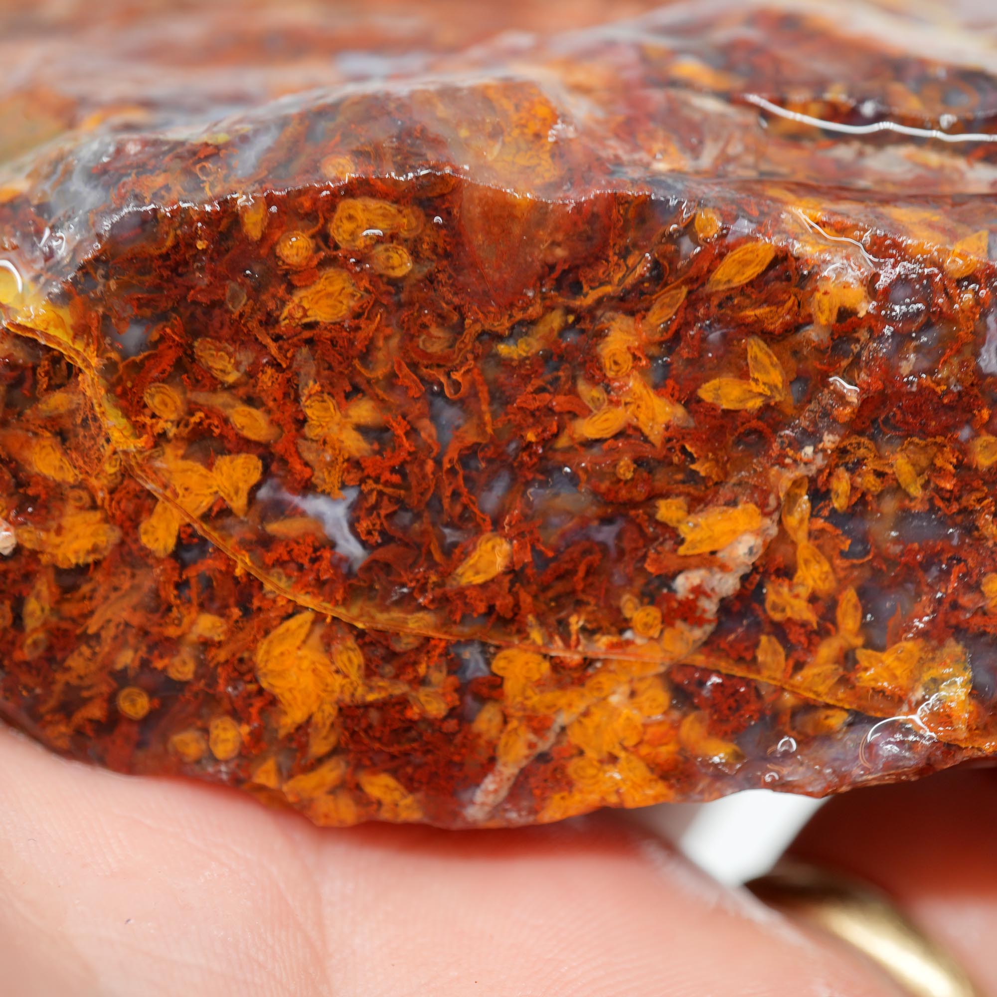 San Carlos Agate Rough - Bright Red Butterscotch Orange Unique Pattern