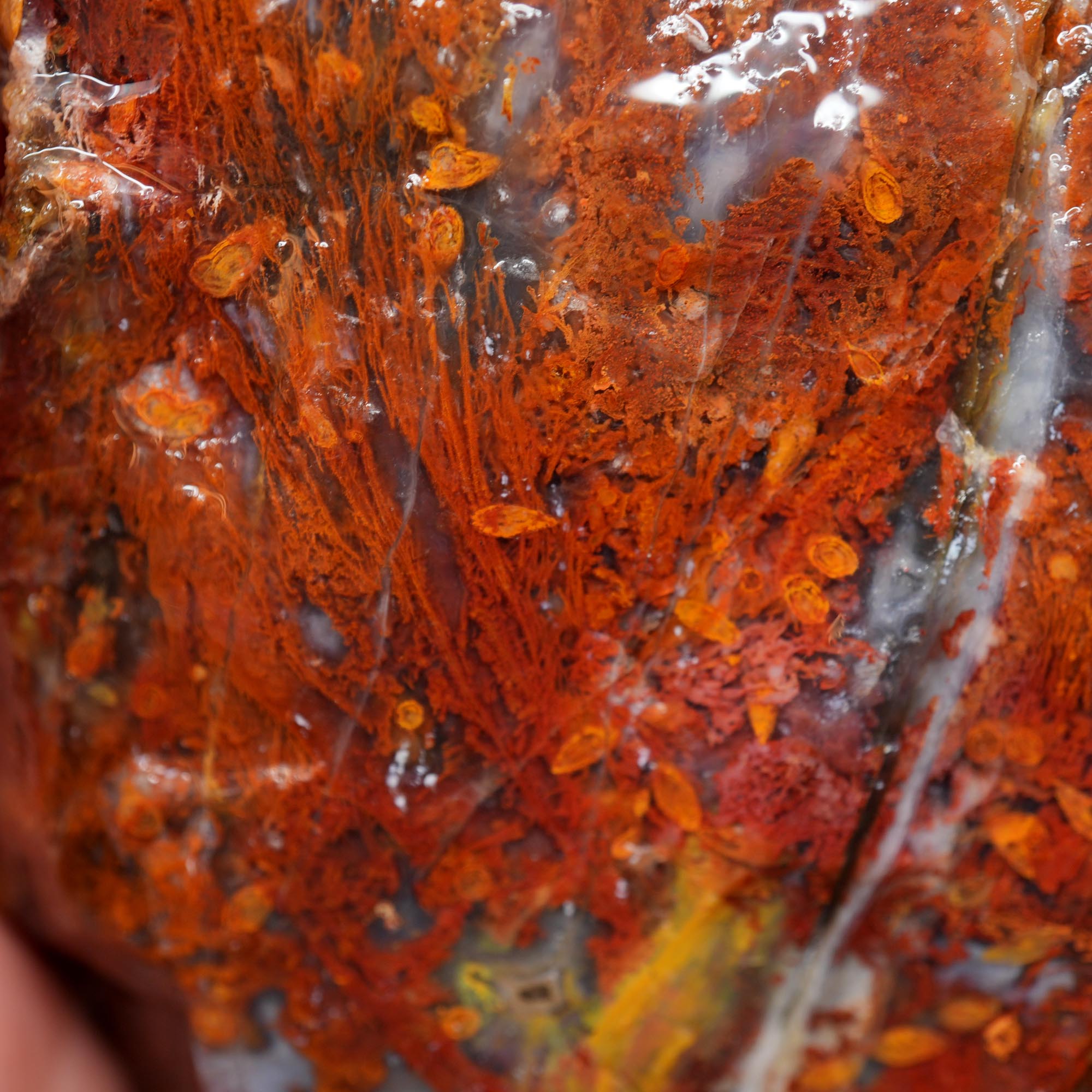 San Carlos Agate Rough - Bright Red Butterscotch Orange Unique Pattern