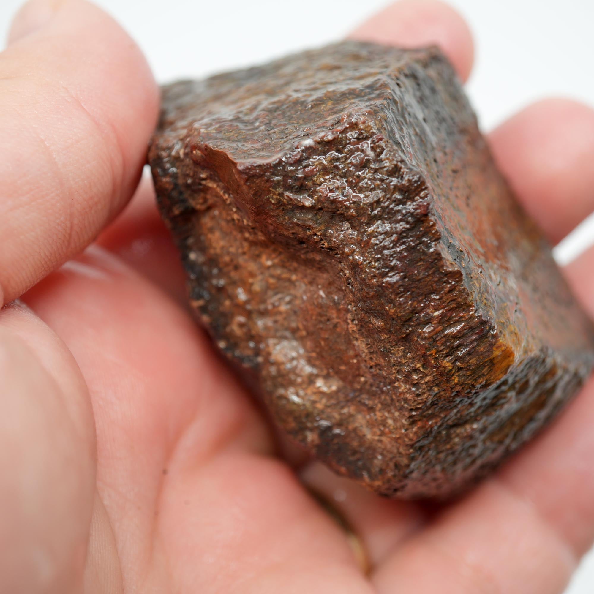 Gem Dinosaur Bone Cut and Proven - Well-Defined Cell Pattern Trimmer