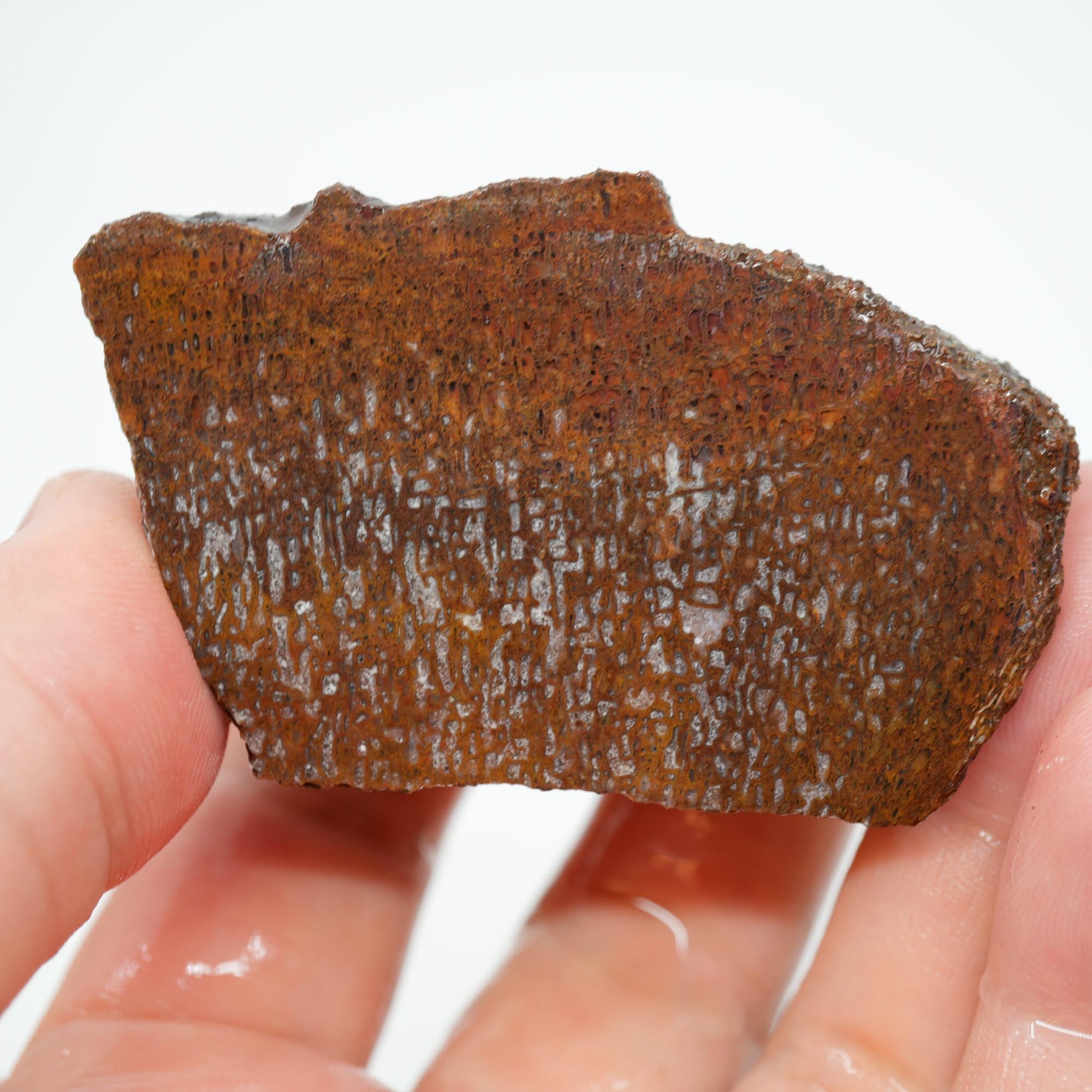 Gem Dinosaur Bone Cut and Proven - Well-Defined Cell Pattern Trimmer