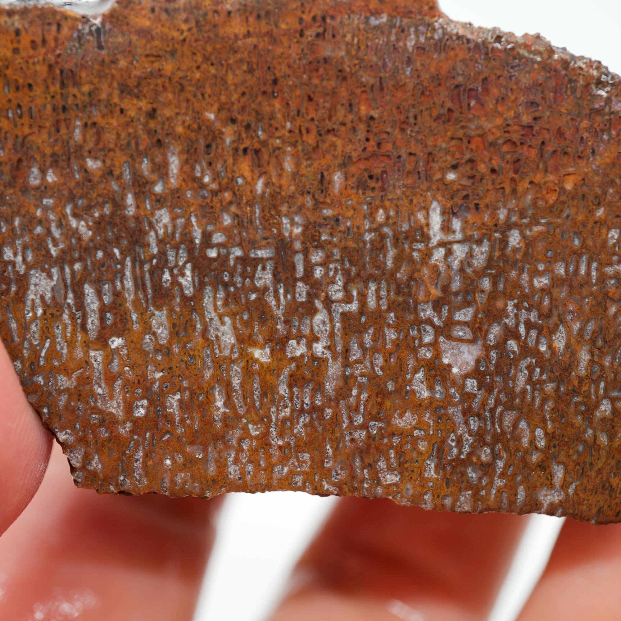 Gem Dinosaur Bone Cut and Proven - Well-Defined Cell Pattern Trimmer