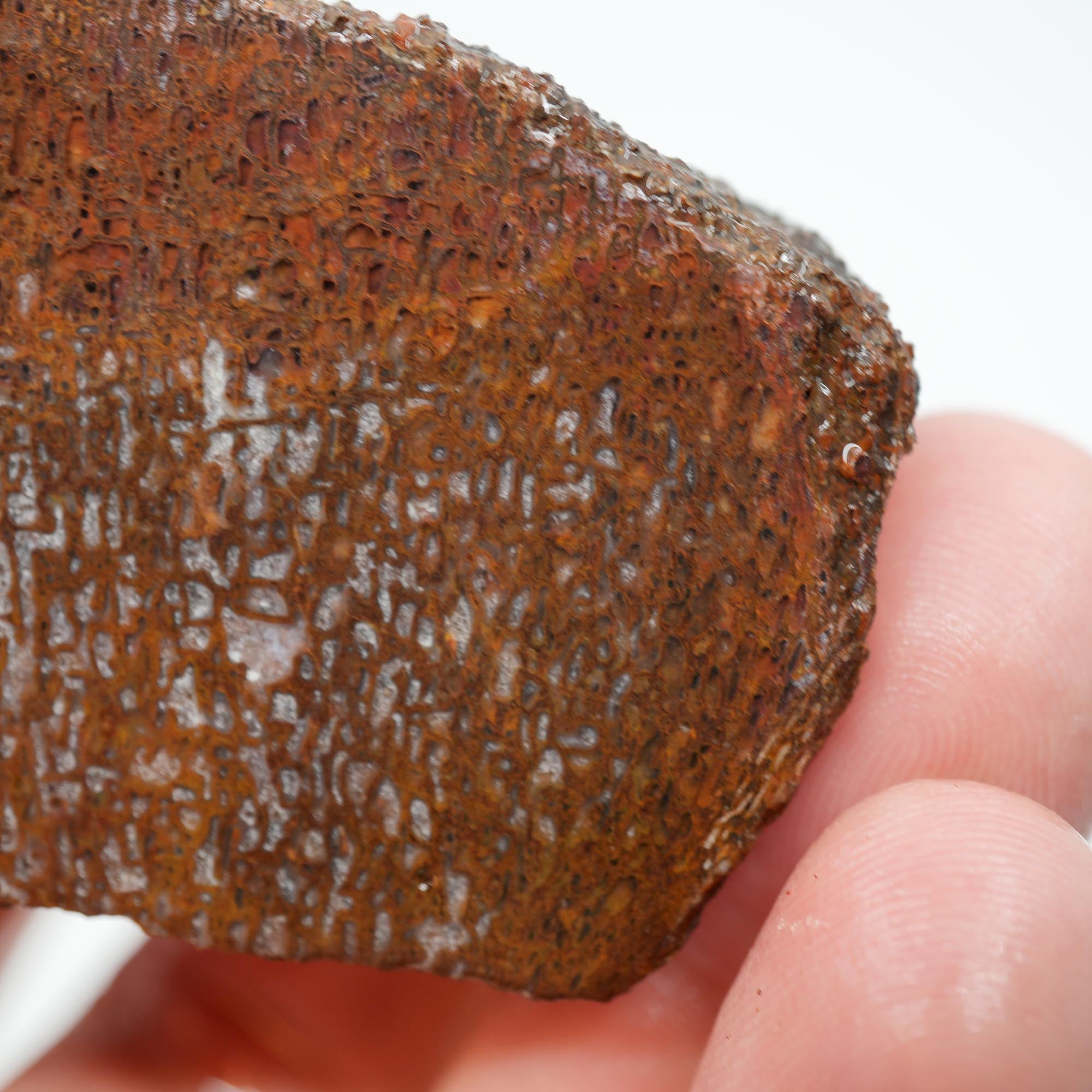 Gem Dinosaur Bone Cut and Proven - Well-Defined Cell Pattern Trimmer