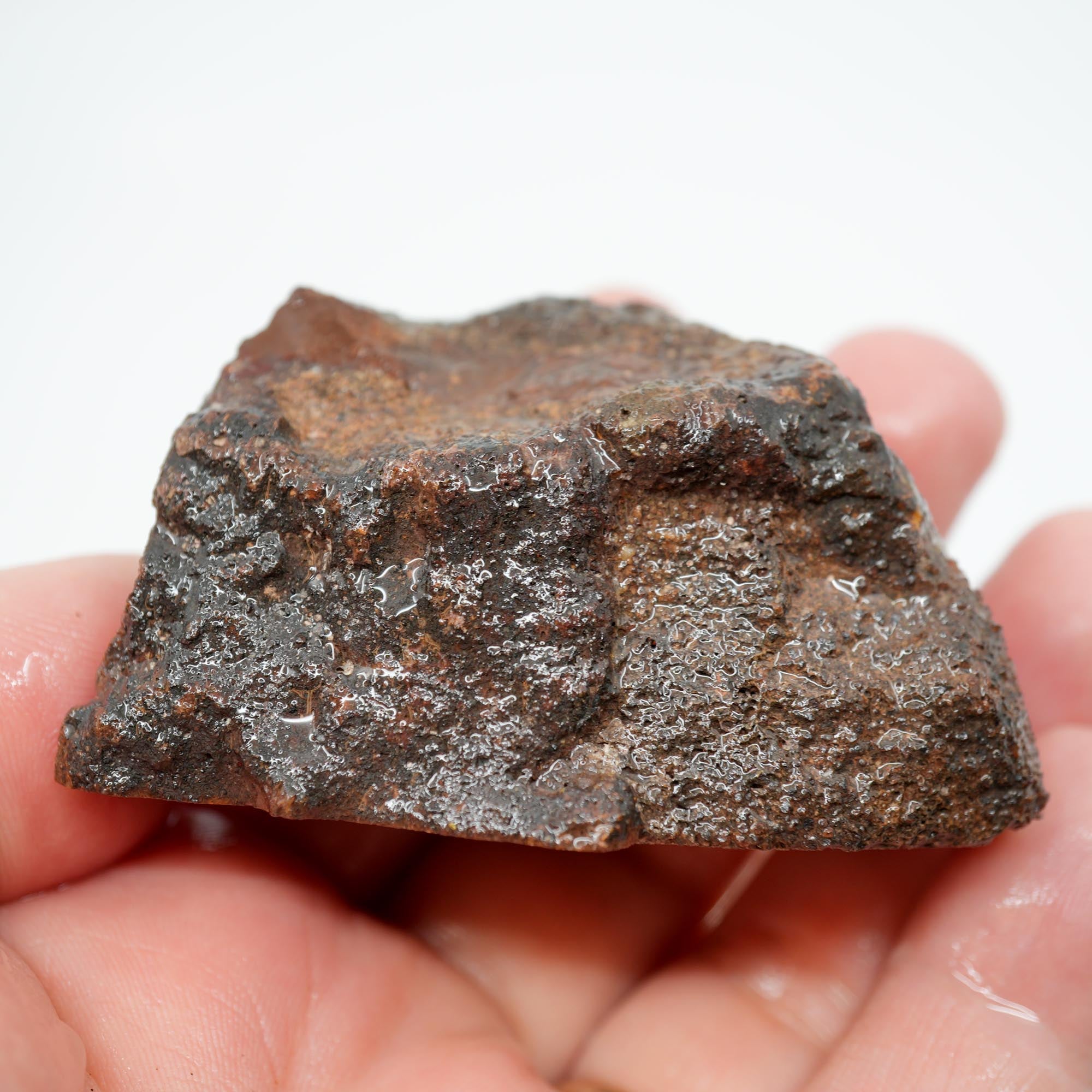 Gem Dinosaur Bone Cut and Proven - Well-Defined Cell Pattern Trimmer
