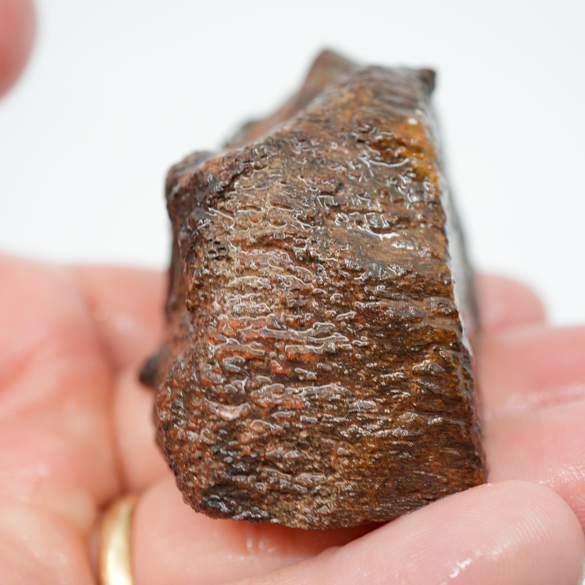 Gem Dinosaur Bone Cut and Proven - Well-Defined Cell Pattern Trimmer