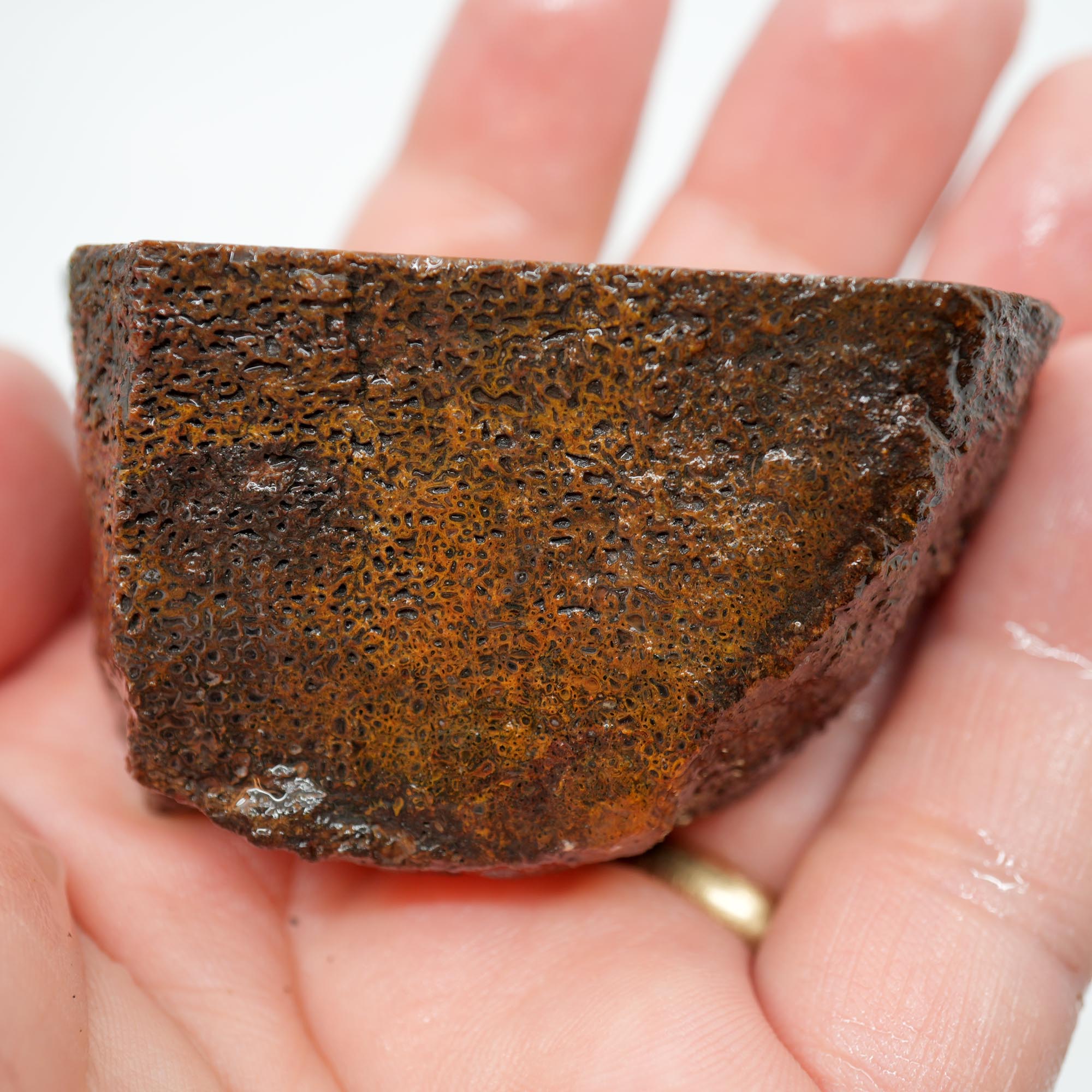 Gem Dinosaur Bone Cut and Proven - Well-Defined Cell Pattern Trimmer