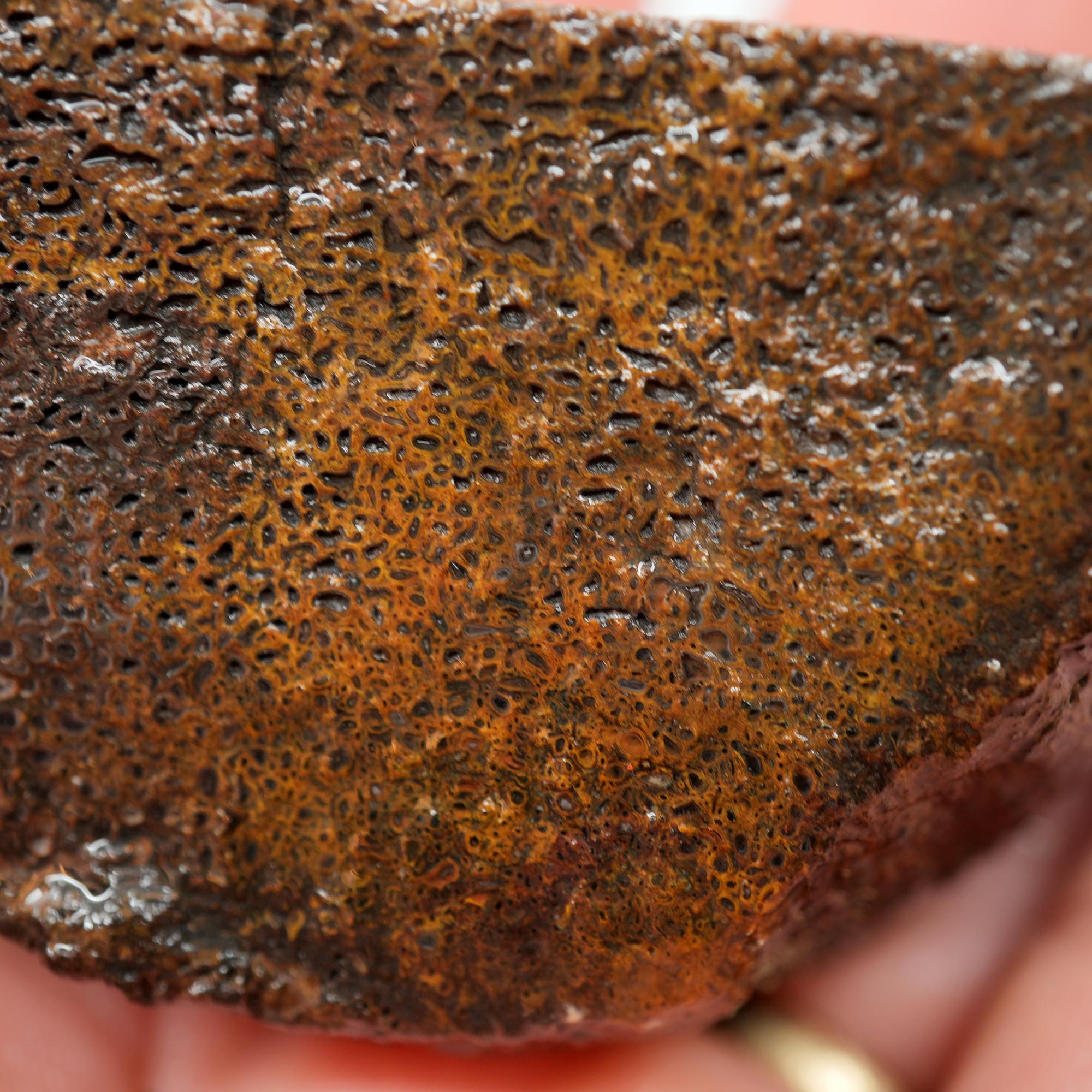Gem Dinosaur Bone Cut and Proven - Well-Defined Cell Pattern Trimmer