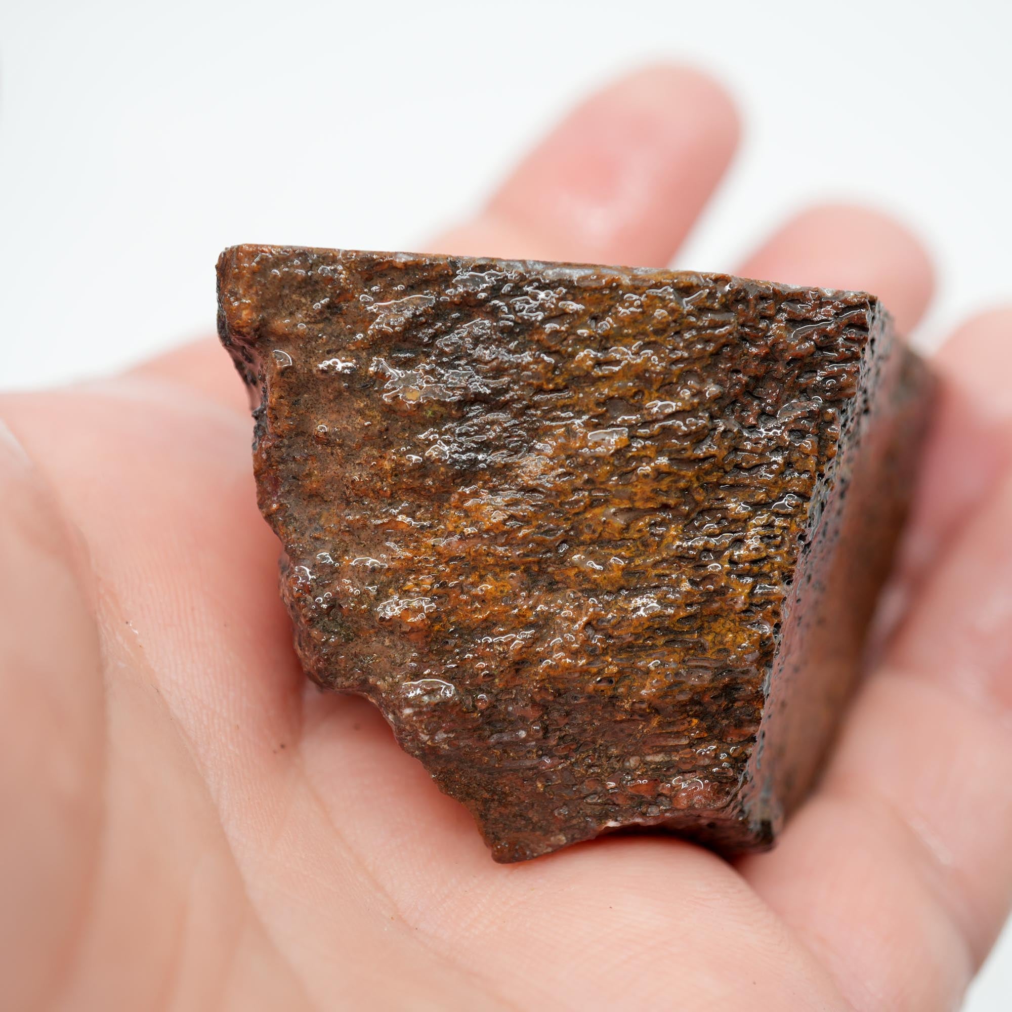 Gem Dinosaur Bone Cut and Proven - Well-Defined Cell Pattern Trimmer