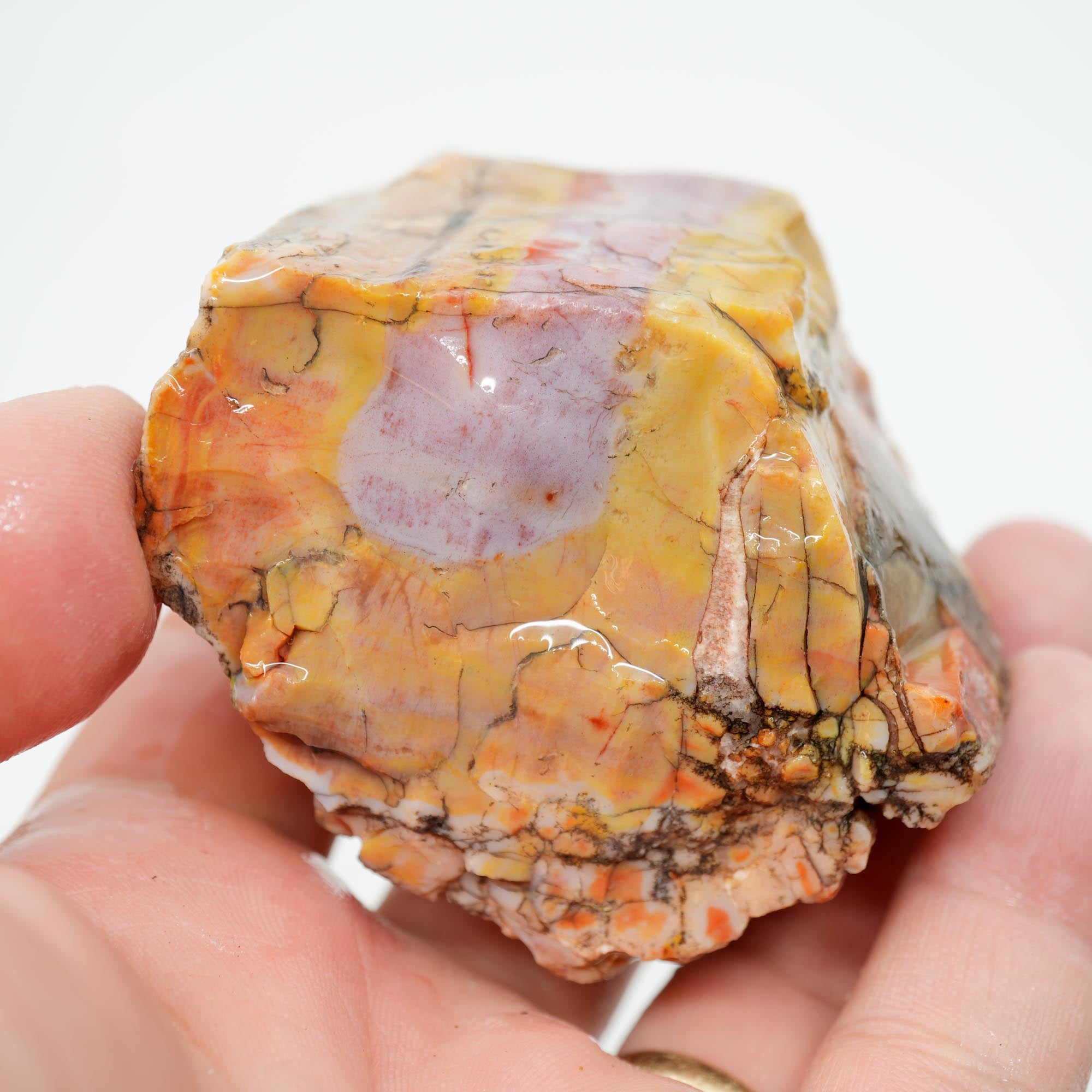 Arizona Rainbow Petrified Wood Rough - Pastel Colors with Bark Pattern