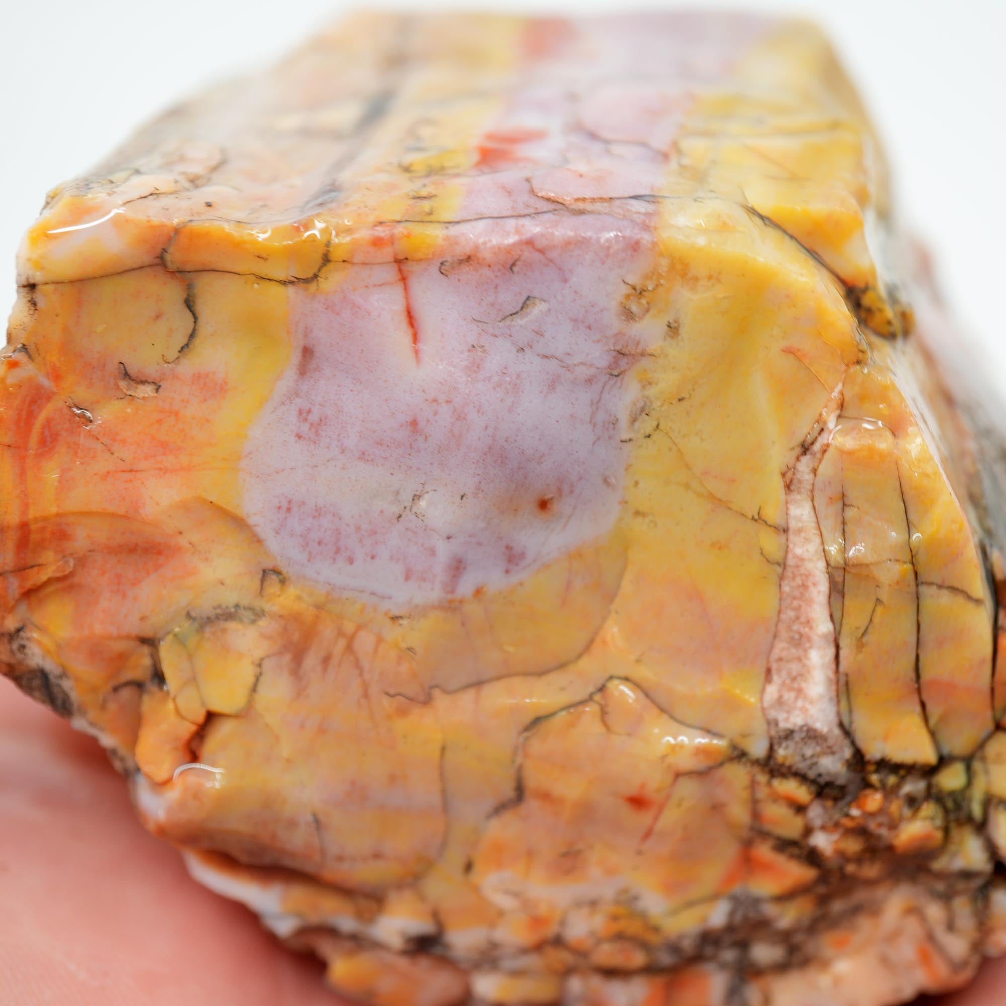 Arizona Rainbow Petrified Wood Rough - Pastel Colors with Bark Pattern