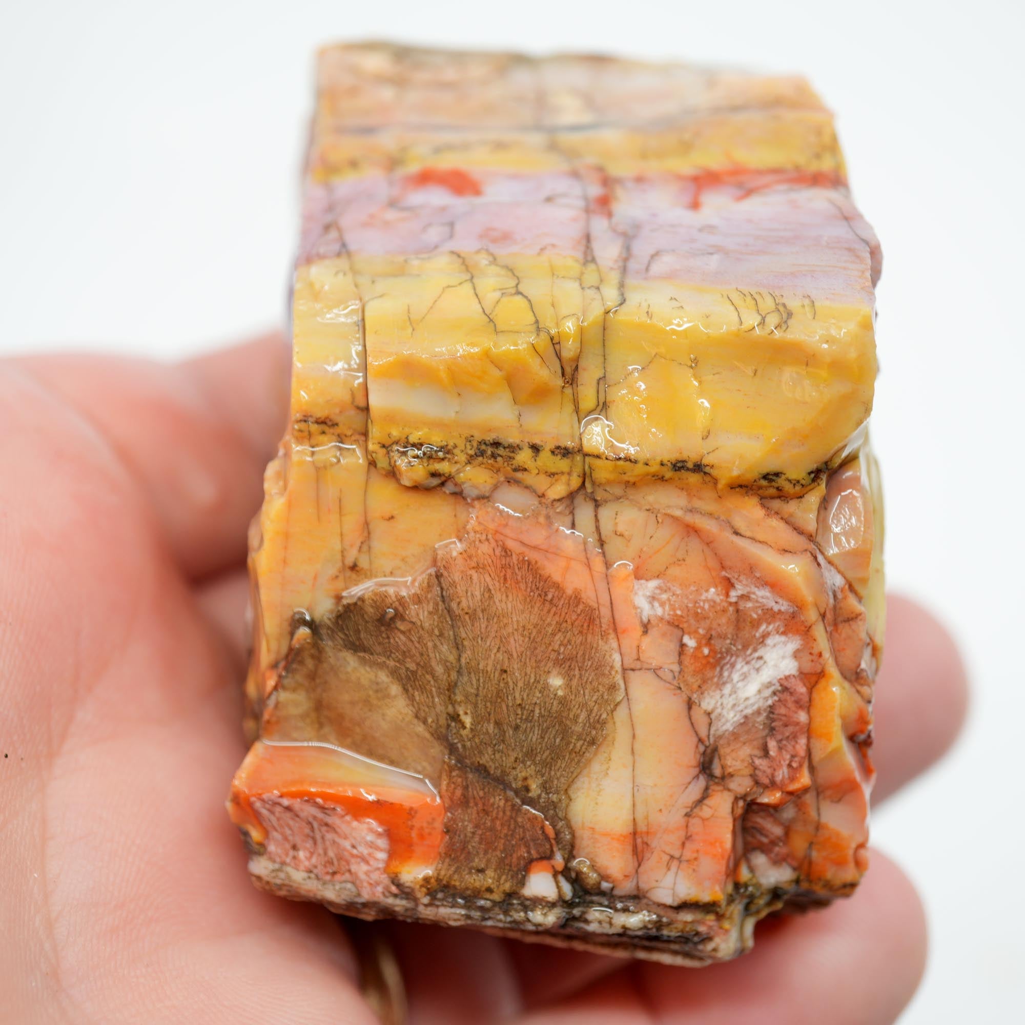 Arizona Rainbow Petrified Wood Rough - Pastel Colors with Bark Pattern