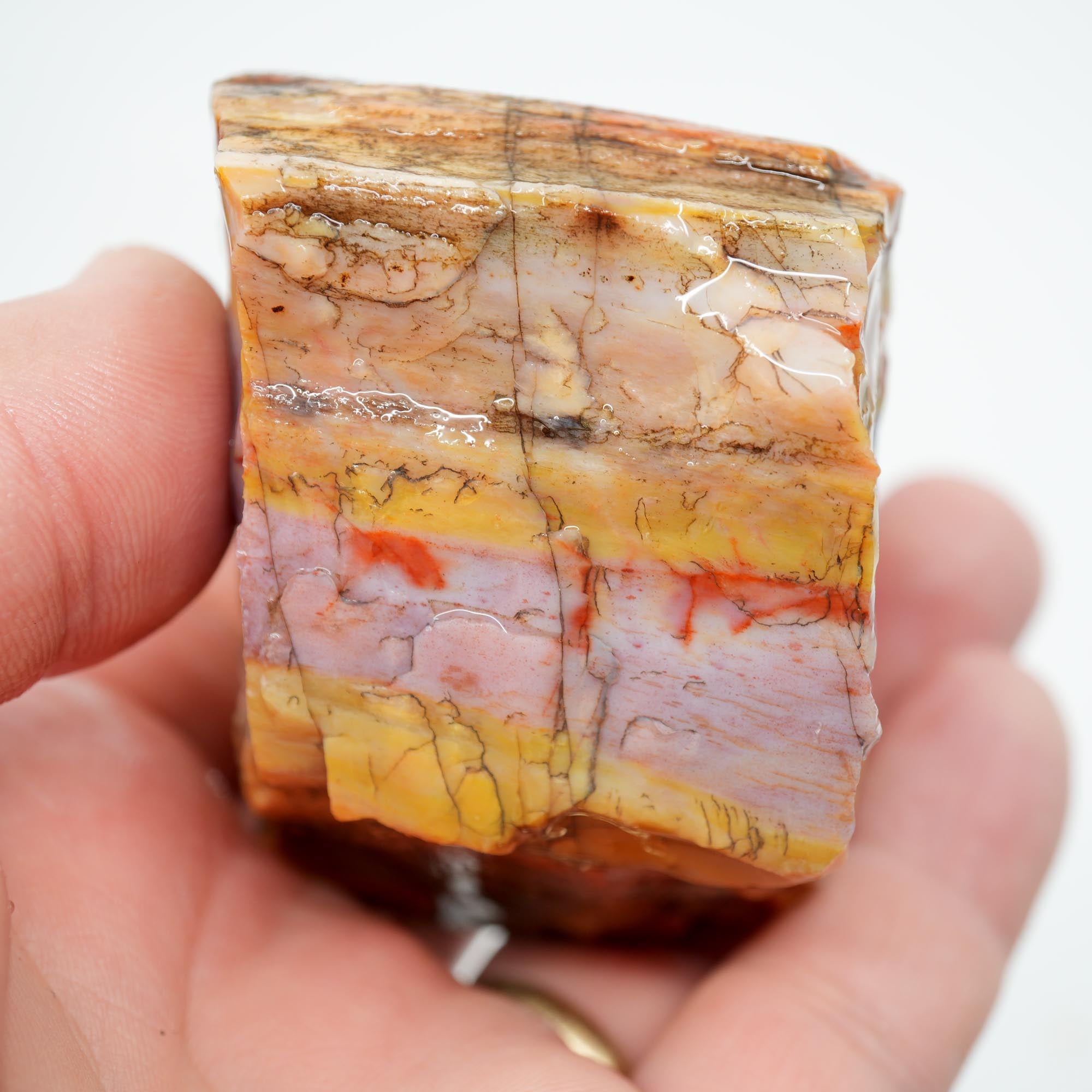 Arizona Rainbow Petrified Wood Rough - Pastel Colors with Bark Pattern