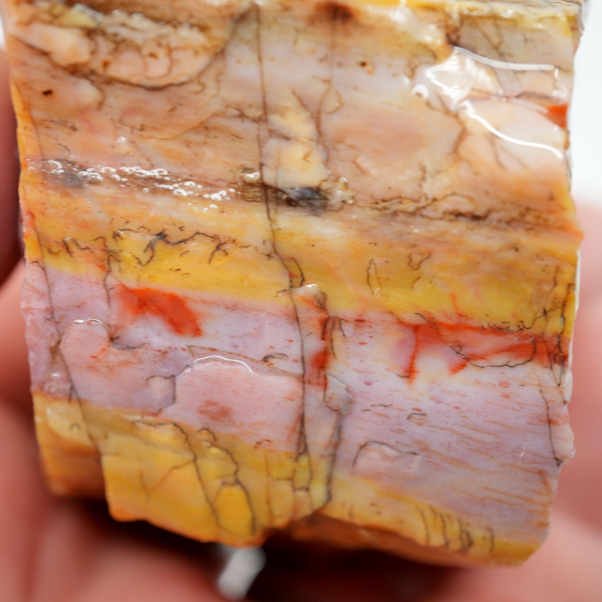 Arizona Rainbow Petrified Wood Rough - Pastel Colors with Bark Pattern