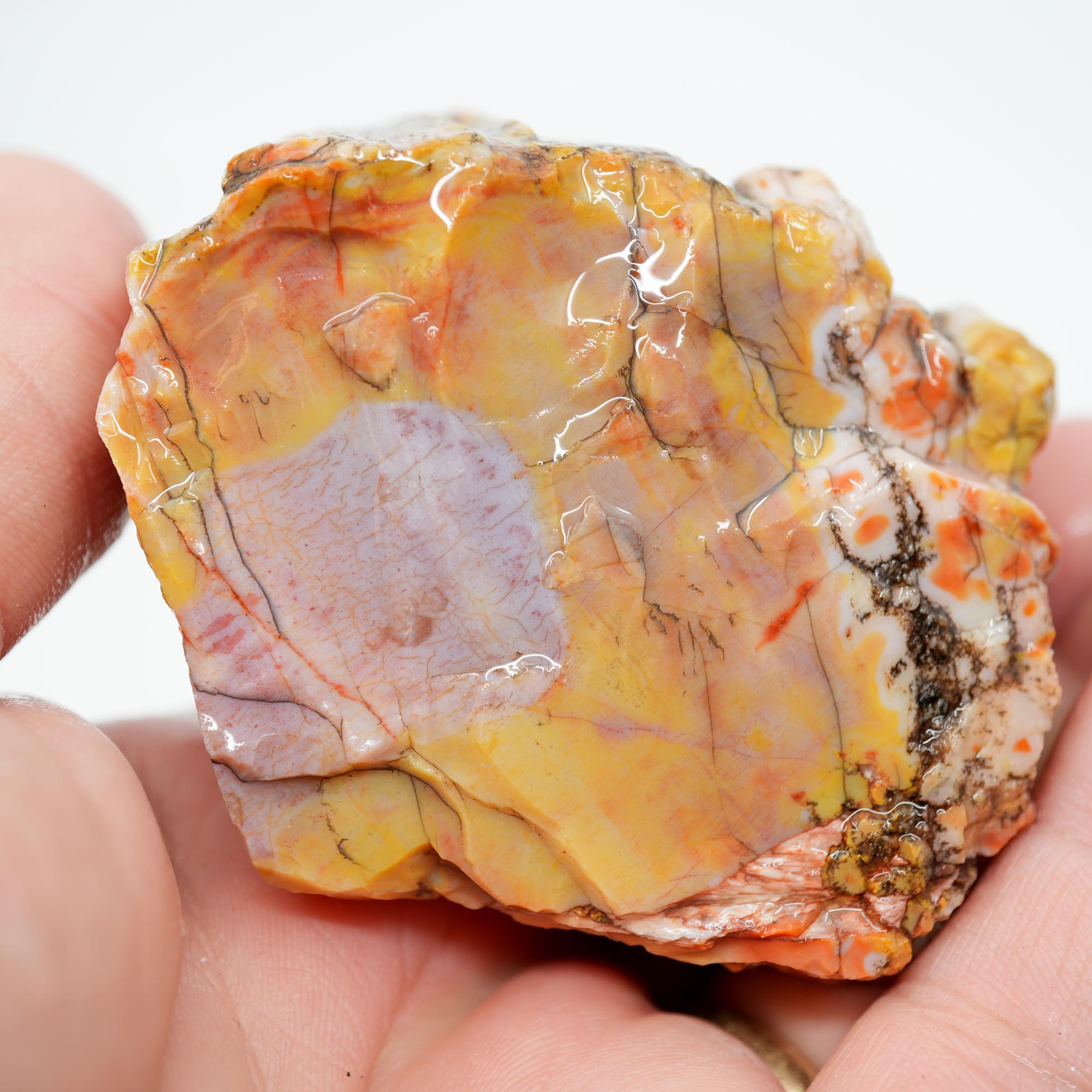 Arizona Rainbow Petrified Wood Rough - Pastel Colors with Bark Pattern