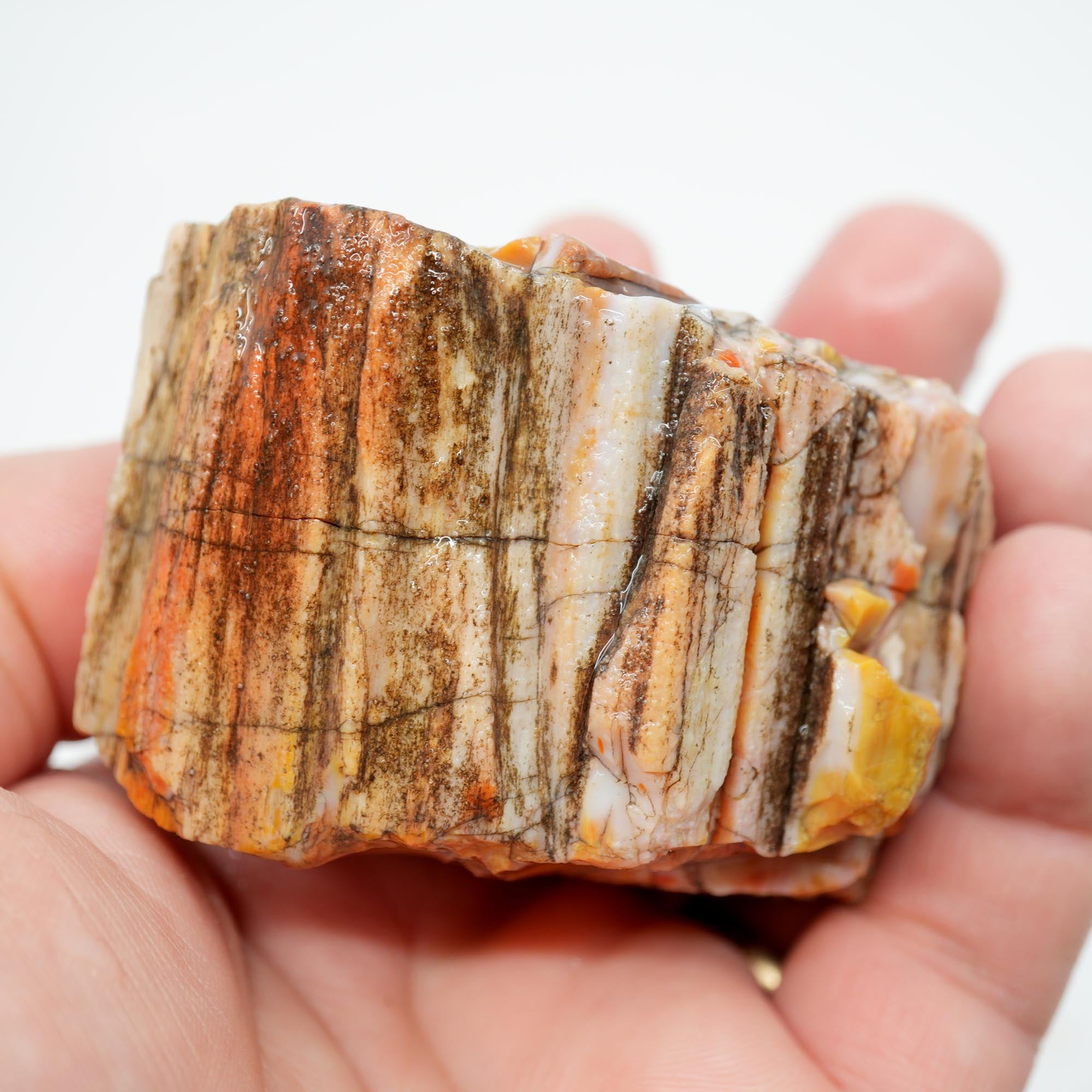 Arizona Rainbow Petrified Wood Rough - Pastel Colors with Bark Pattern