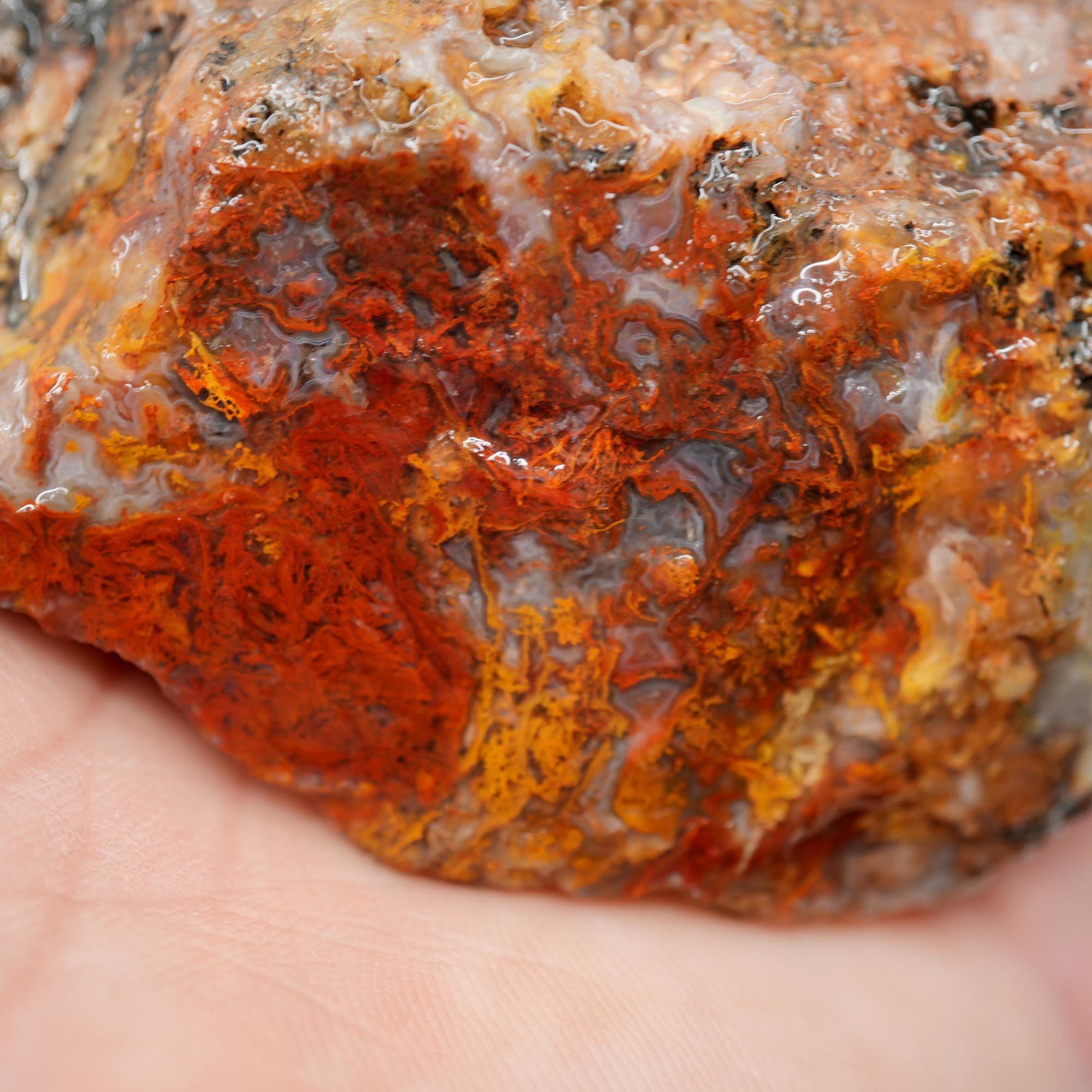 San Carlos Agate Rough - Bright Red Orange Moss with Blue Ice Botryoidal