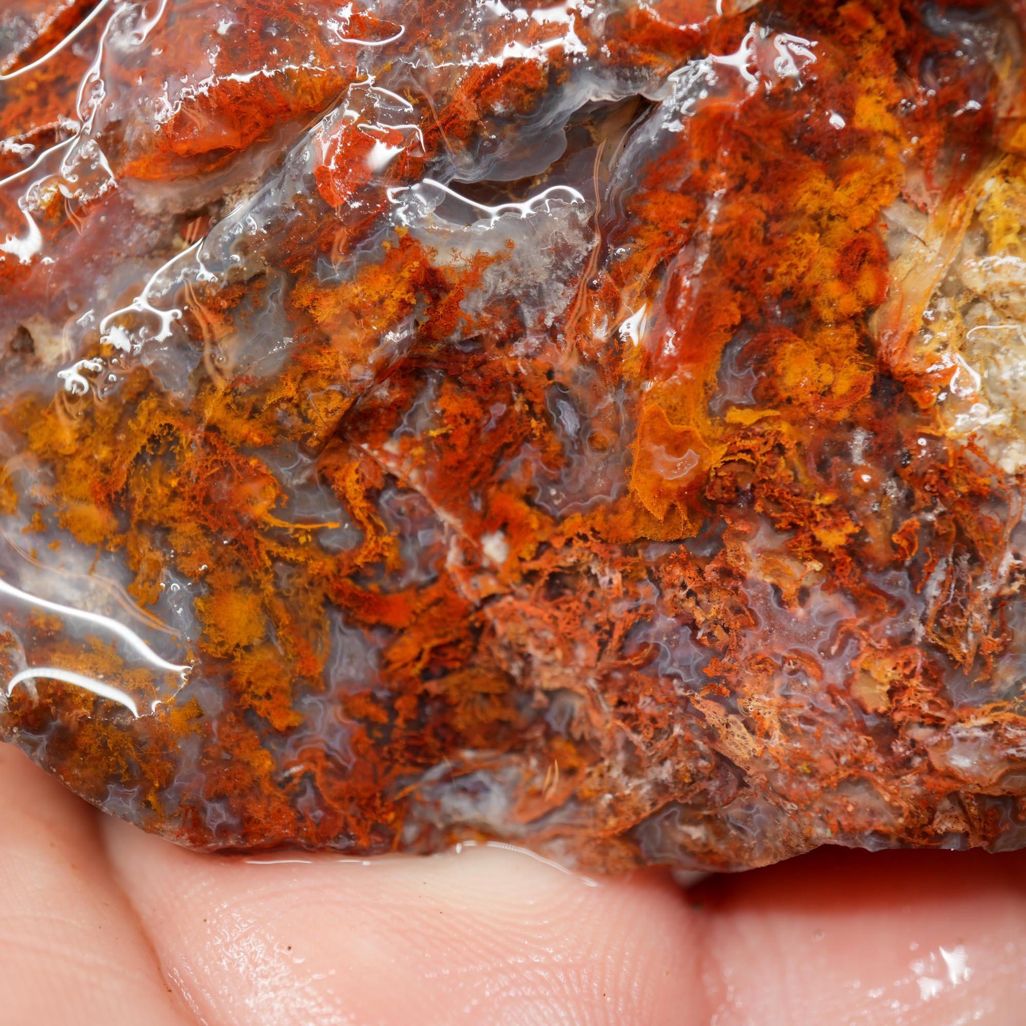 San Carlos Agate Rough - Bright Red Orange Moss with Blue Ice Botryoidal