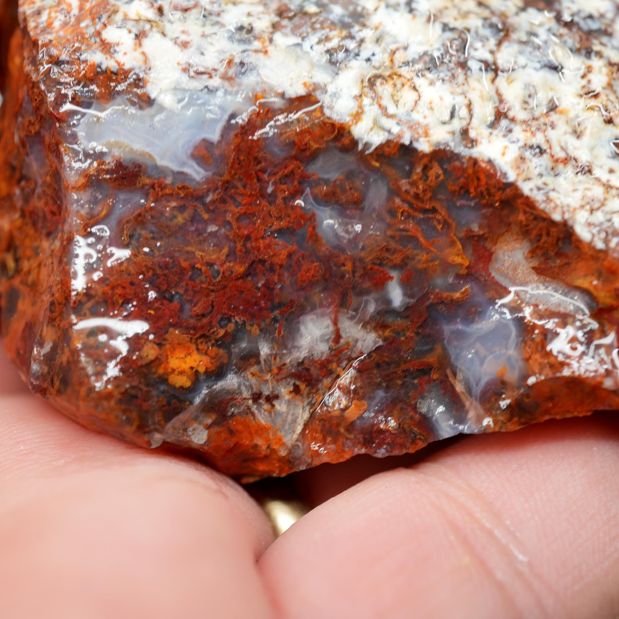 San Carlos Agate Rough - Rare Deep Black with Orange Lace Structures