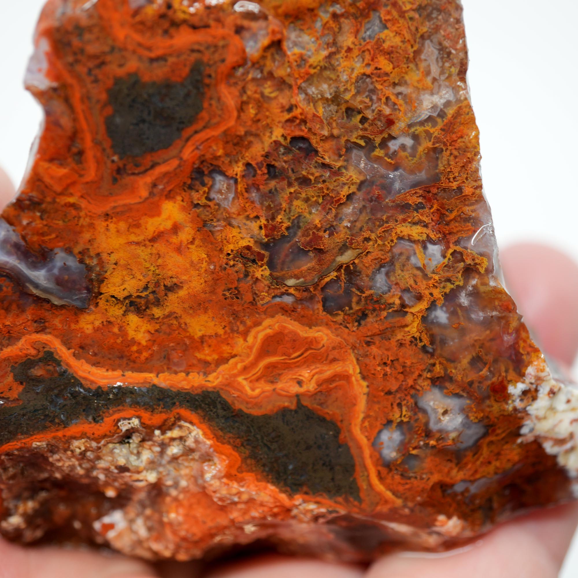 San Carlos Agate Rough - Rare Deep Black with Orange Lace Structures