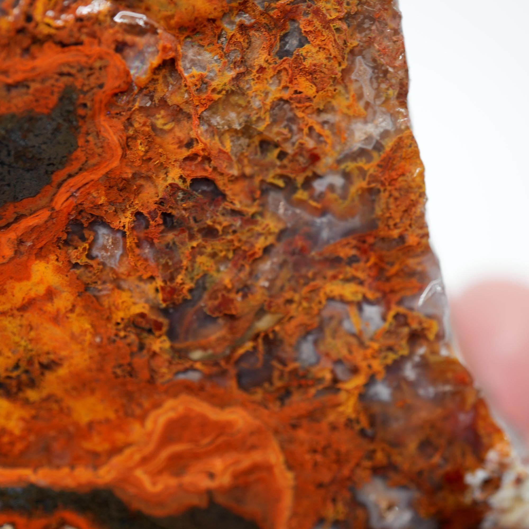 San Carlos Agate Rough - Rare Deep Black with Orange Lace Structures