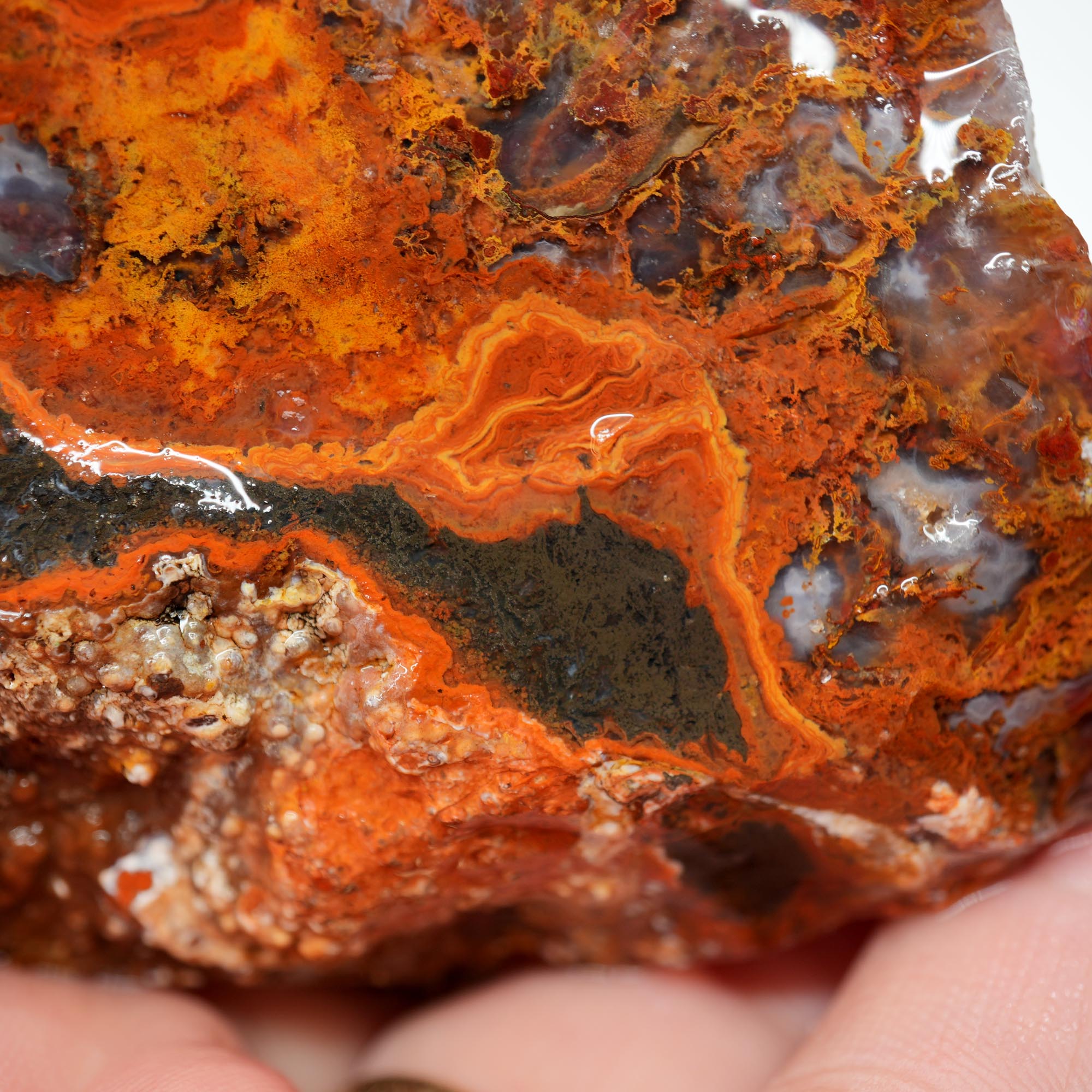 San Carlos Agate Rough - Rare Deep Black with Orange Lace Structures