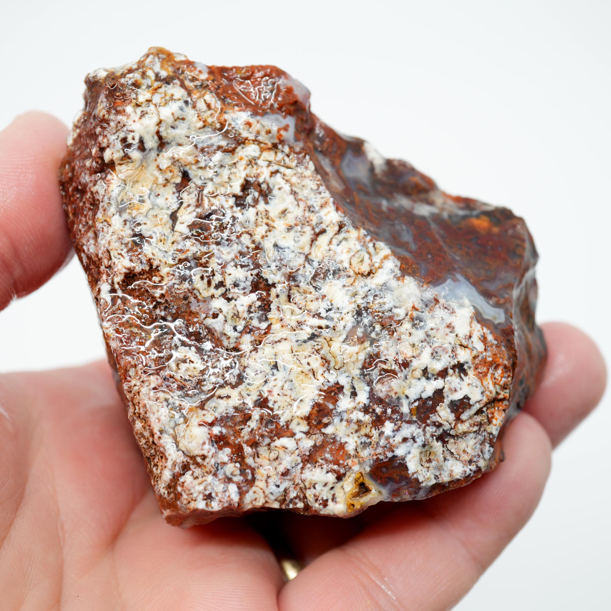 San Carlos Agate Rough - Rare Deep Black with Orange Lace Structures