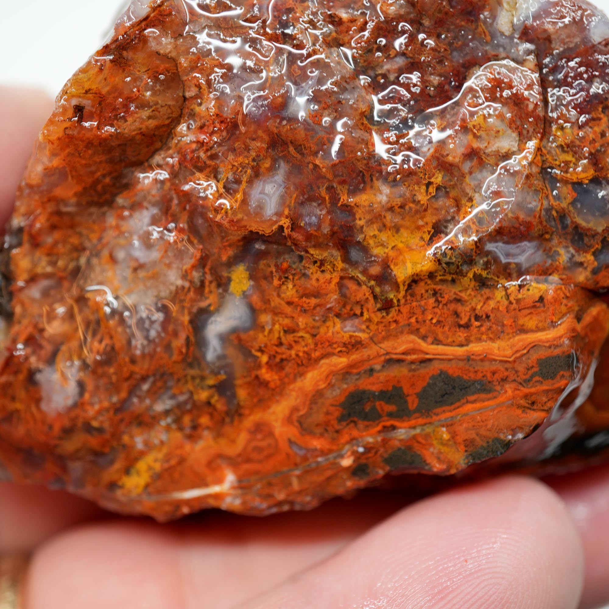San Carlos Agate Rough - Rare Deep Black with Orange Lace Structures
