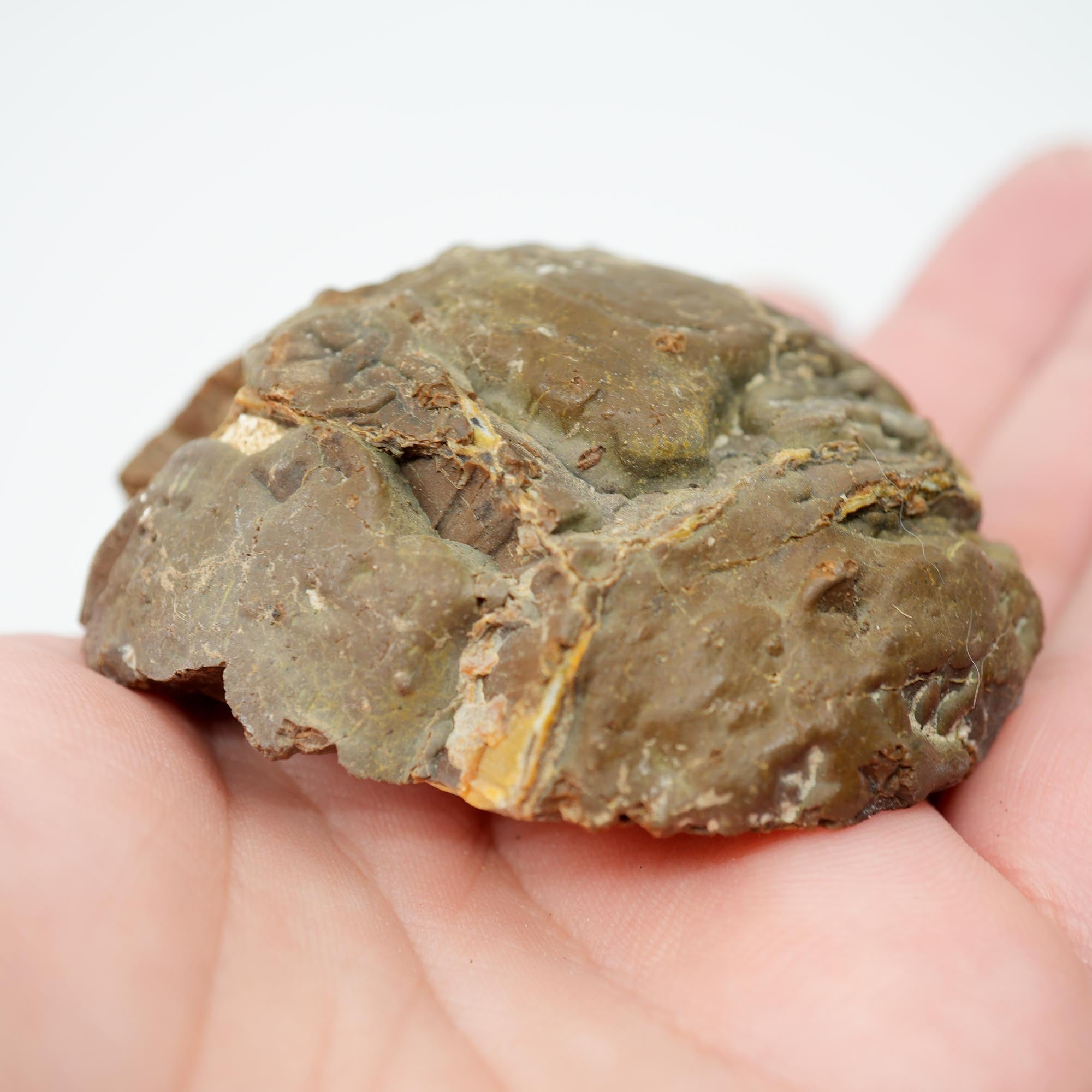 Polished Priday Thunderegg - Old Stock Waterline Cut by an Old Timer