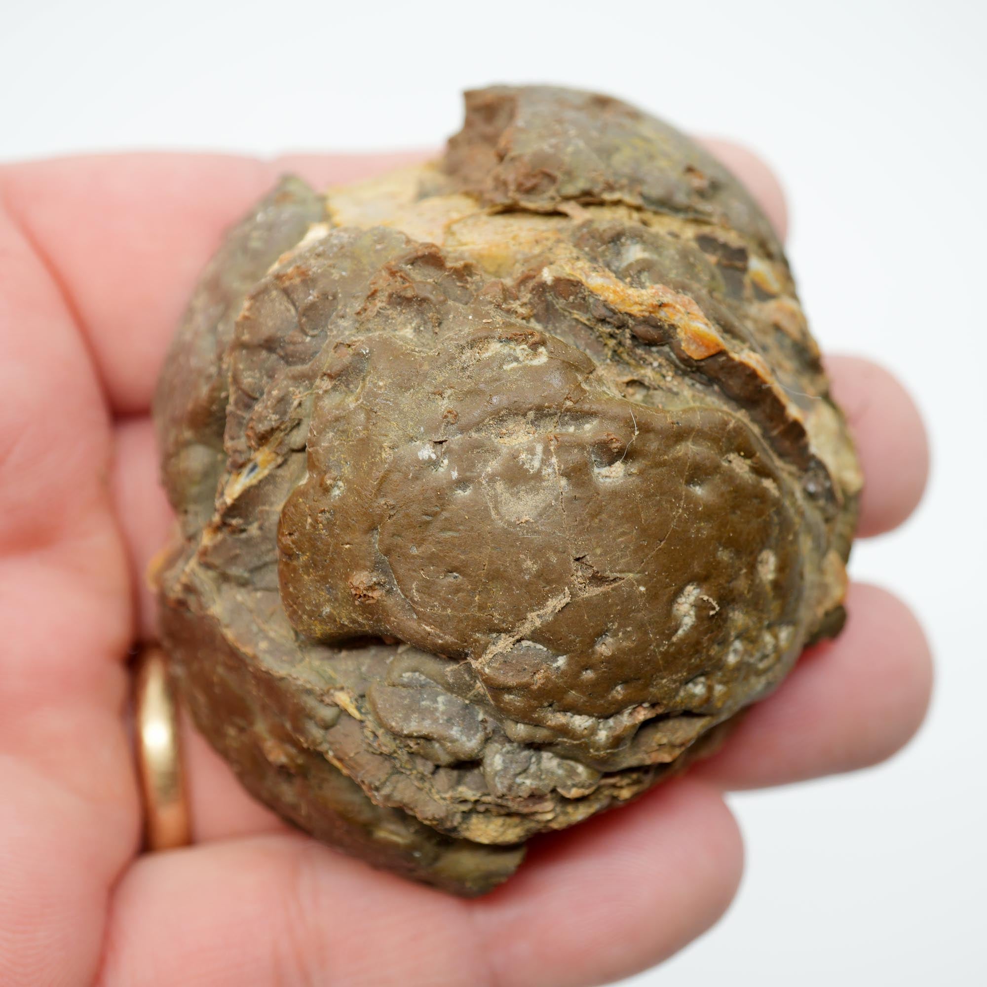 Polished Priday Thunderegg - Old Stock Waterline Cut by an Old Timer